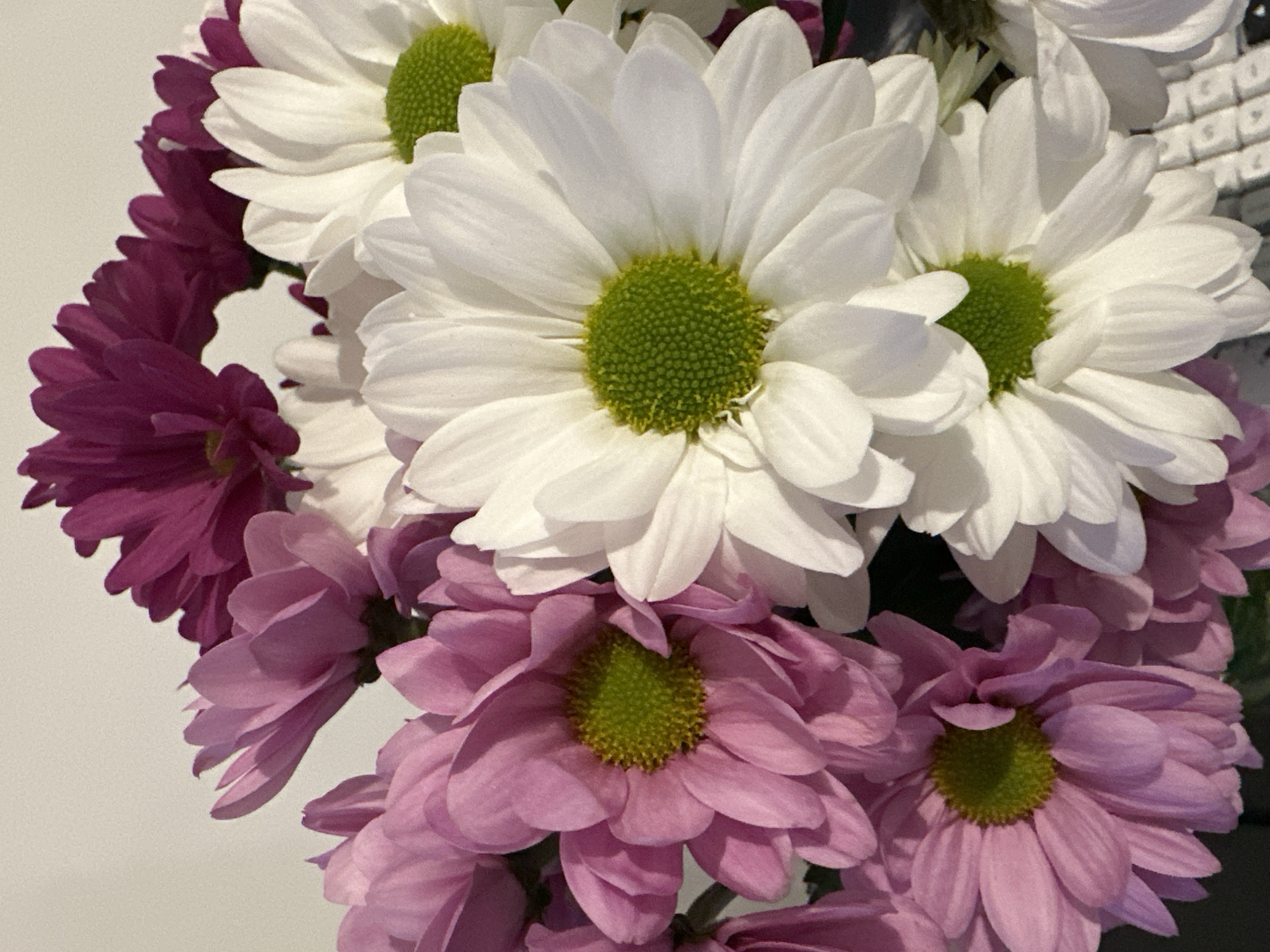 A close-up, eye-level shot showcases a bouquet of flowers against a plain, off-white background. The bouquet consists of several daisy-like flowers with white and pink petals, and a cluster of dark pink, almost purple, flowers at the top. The centers of the white and pink daisies are a vibrant green. The lighting is bright, creating some shadows and highlighting the textures of the petals. The scene is indoors, with no discernible elements of the city of Moortown, Ireland.