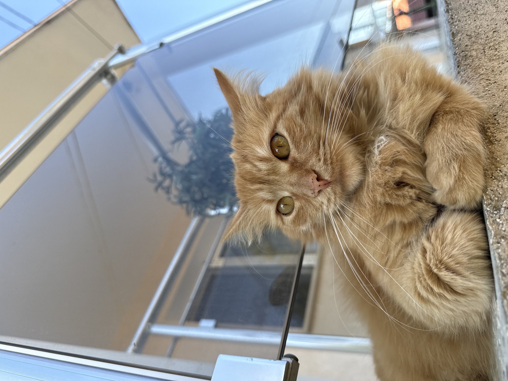 A low-angle, close-up shot depicts an orange tabby cat perched on a concrete ledge next to a window. The cat's body is partially visible, with its paws curled up close to its face. The cat has yellow eyes and long white whiskers. The window has a clear glass pane and a gray frame, and a reflection of greenery is visible in the glass. The image was taken in Berkovitsa, Bulgaria.