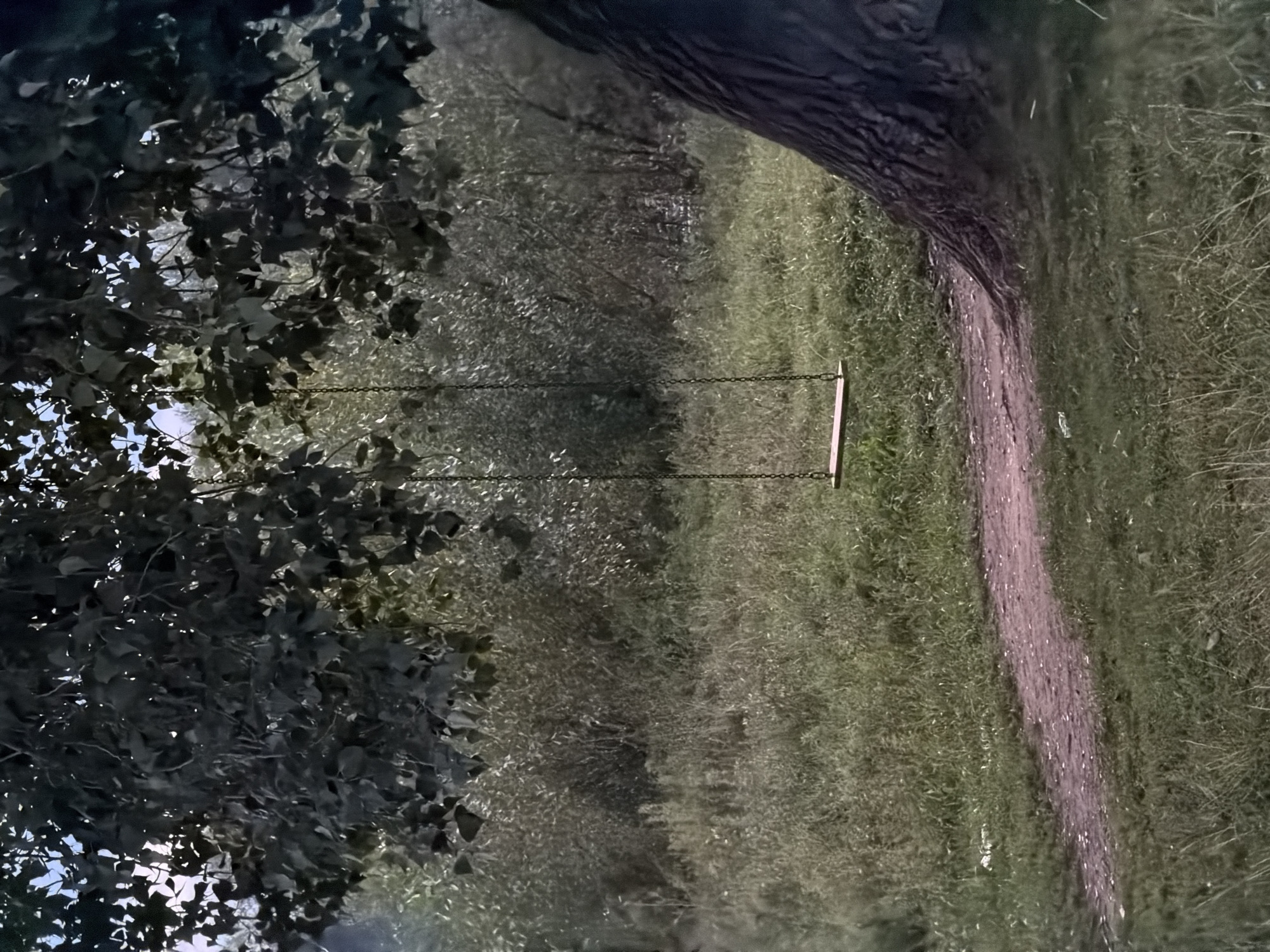 The image depicts a solitary swing hanging from a tree branch, set against a backdrop of dense foliage and a dirt path. The scene appears to be located in an outdoor, natural environment, possibly a park or wooded area. The swing itself is made of chains and a wooden seat, suspended in the center of the frame. The surrounding vegetation is lush and green, with tall grasses and trees creating a sense of seclusion. A rough, pinkish-brown dirt path curves through the foreground, leading towards the swing. The overall lighting suggests it is either early morning or late evening, with soft, diffused light casting subtle shadows. There are no people or animals visible in the image. This scene could be located in a park in Chaikovsky, Russia, given the commonality of such natural settings in cities.