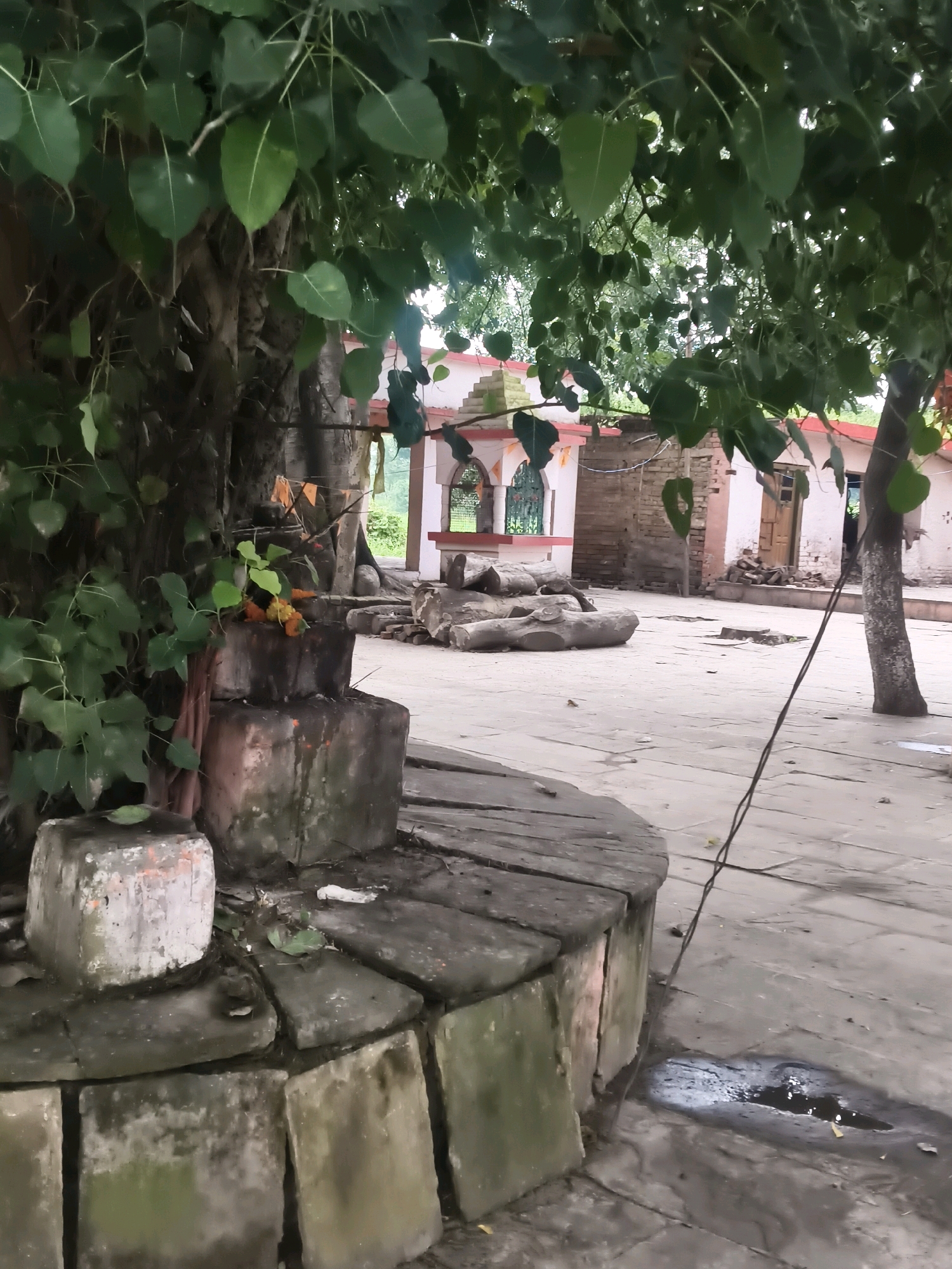 The image depicts an outdoor scene in Rajbaliya, India, featuring a courtyard with a circular stone structure in the foreground. To the left, a large tree with lush green leaves partially obscures the view. Adjacent to the tree are several stacked, weathered brick blocks, one of which has a small arrangement of orange flowers. The courtyard floor is paved with square stone tiles, some of which are cracked or appear wet. In the background, a small, traditional building with arched windows and a pink and white facade is visible, suggesting a temple or a similar structure. There are also piles of cut logs and branches scattered in the courtyard. A thin black wire runs diagonally across the scene from the upper right towards the lower right. The lighting suggests it is daytime, possibly overcast or late afternoon. No people are visible in the image.