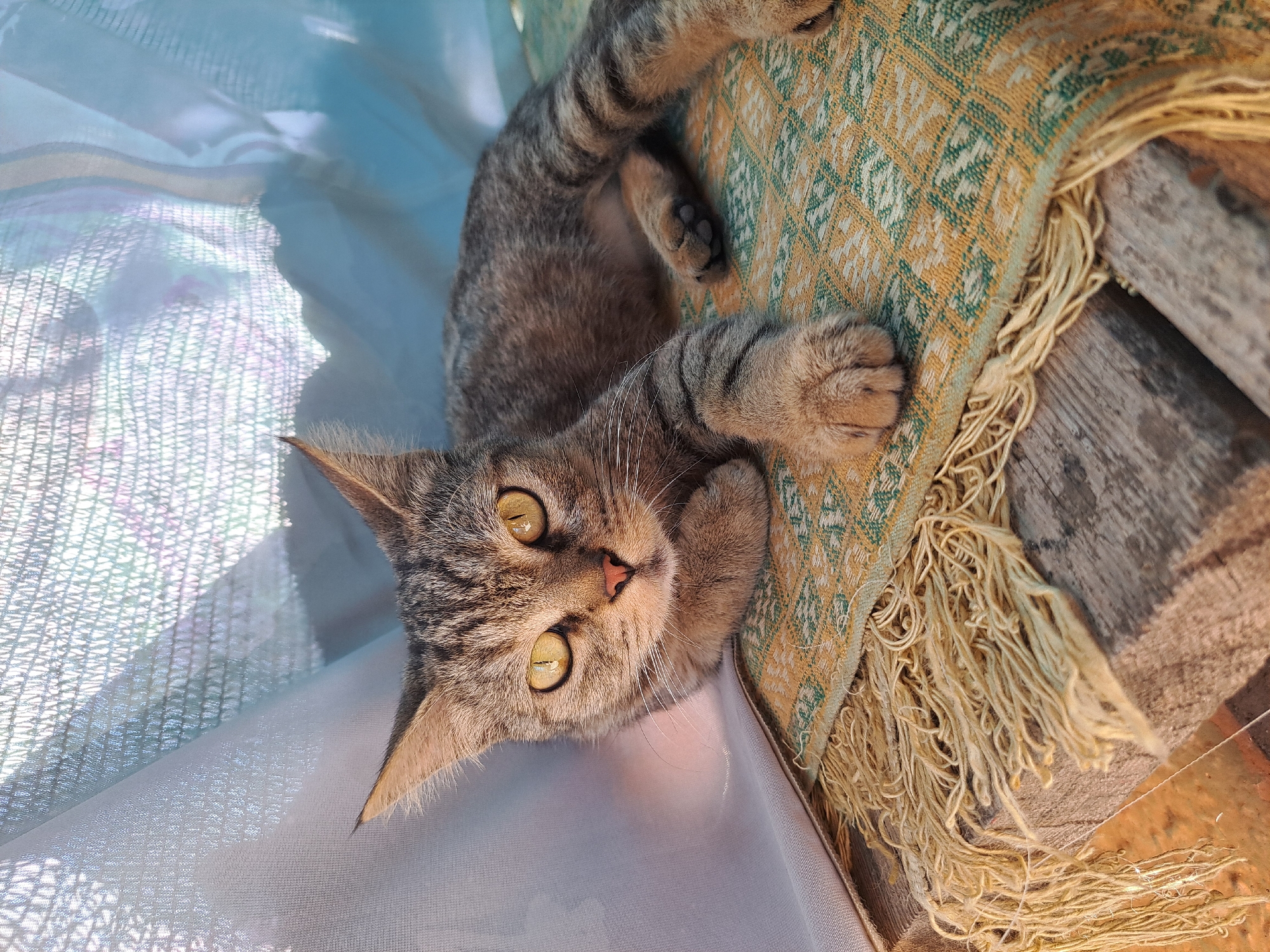 A tabby cat with yellow eyes is lying on a woven mat with a fringed edge, which is placed on a wooden surface. The cat is positioned in the center of the frame, facing the camera. Behind the cat, there is a light-colored fabric, possibly a curtain, which is illuminated by sunlight casting patterned shadows. The scene appears to be outdoors, possibly on a porch or patio. The location is Vypasne, Ukraine.