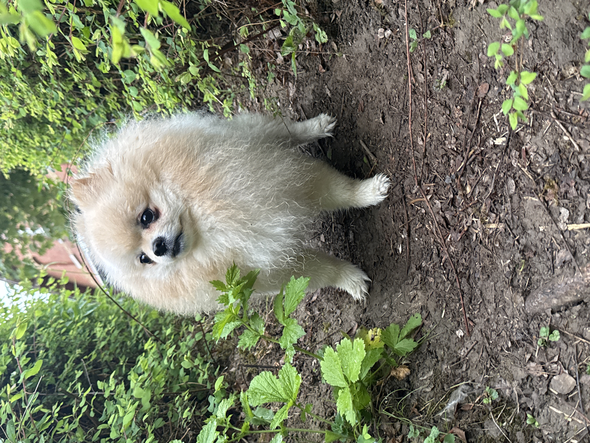 The image shows a cream-colored Pomeranian dog standing on dirt and foliage. The location is possibly in Bietigheim-Bissingen, Germany. The ground consists of dark soil, dead leaves, small twigs, and green plants. The dog appears to be outdoors, near some bushes.