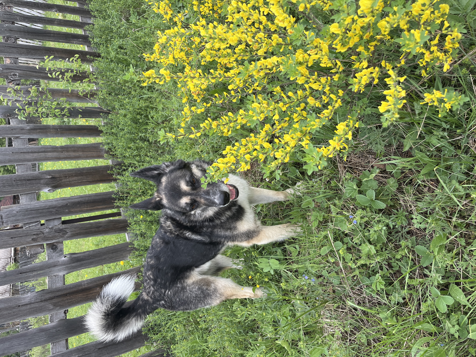 A medium-sized dog with black and tan fur and a bushy tail is sitting in a grassy area next to a wooden fence and a patch of yellow flowers. The dog is looking towards the viewer with its mouth open. The location is in a rural or semi-rural area, but there are not enough specific details in the image to determine if it is within the city of Nizhny Tagil, Russia.