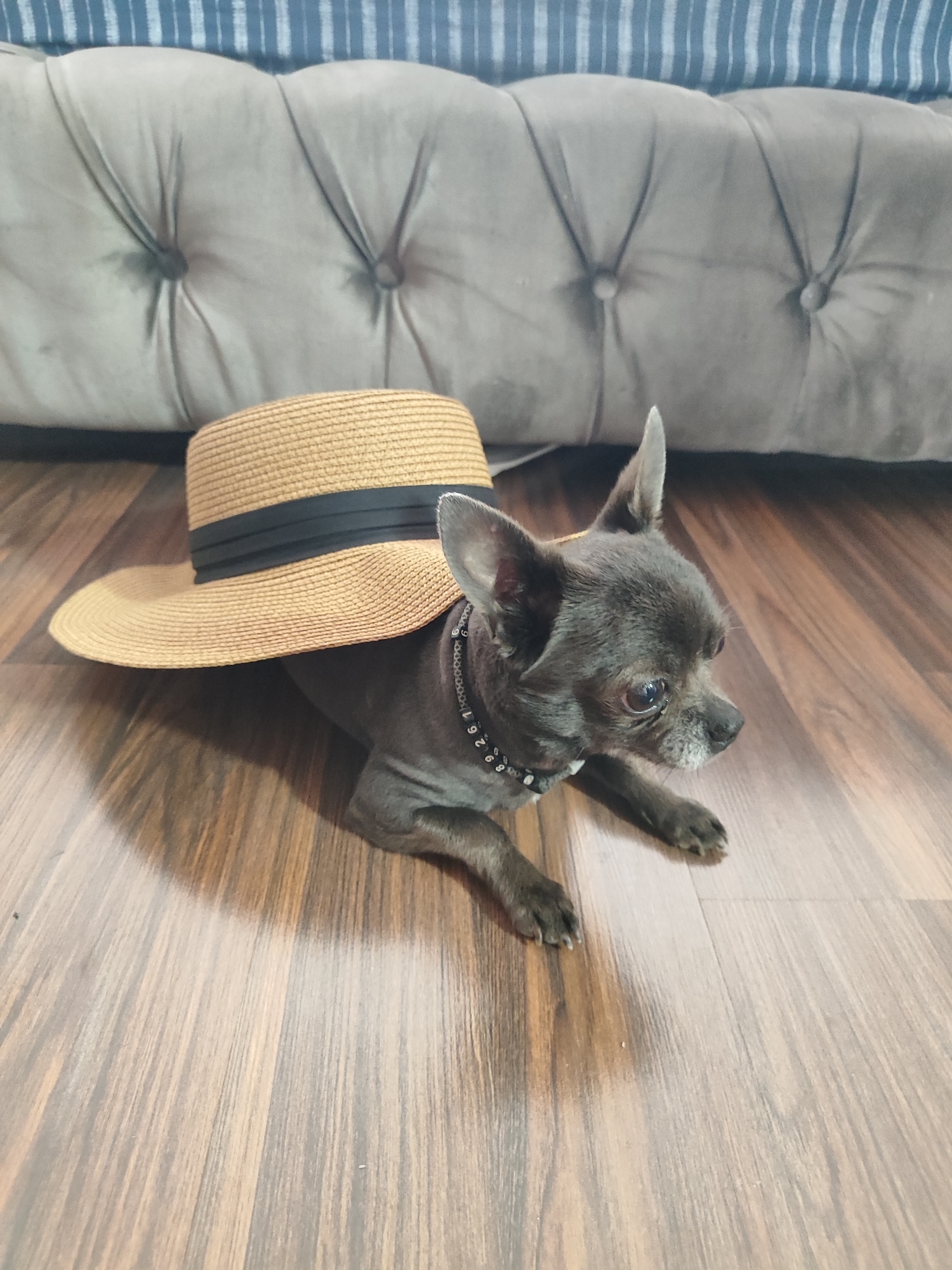 An adult, dark gray chihuahua is lying on a wooden floor, partially under a straw fedora hat with a black band. The dog is facing to the right of the frame, with its head slightly turned to look towards the viewer. Its eyes are open, and its ears are pointed upwards. A black studded collar is visible around its neck. Behind the dog, a tufted gray upholstered sofa is visible, and behind that, a blue and white striped fabric. The scene appears to be indoors, likely in a residential setting in Almaty, Kazakhstan.
