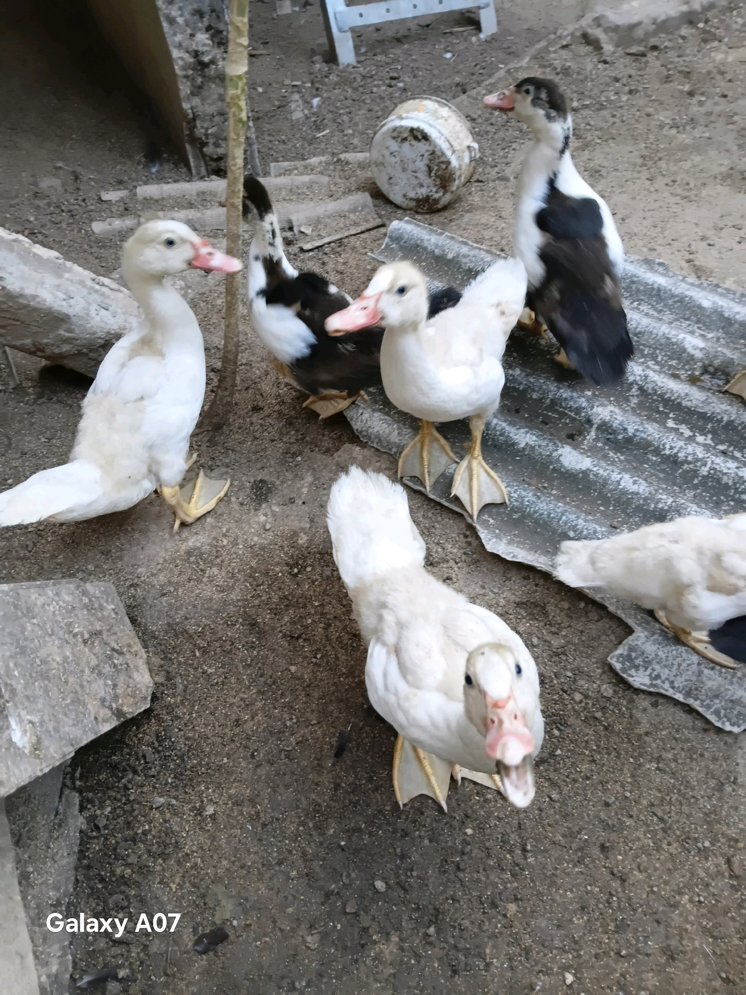 Five ducks are present in an outdoor, dirt-floored area. One duck, predominantly white, faces the camera with its beak open. Another white duck stands to the left, looking left. A black and white duck stands behind the first white duck, also looking left. A fourth white duck is partially visible on a corrugated surface to the right, with its head facing down. A fifth white duck is almost entirely obscured by the corrugated surface. The background includes a concrete structure on the left, a brown vertical object, a white bucket, and what appears to be a broken concrete slab. The ground is covered in dirt, small stones, and scattered debris. The image is watermarked with "Galaxy A07". The location is Margo Rukun, Indonesia.