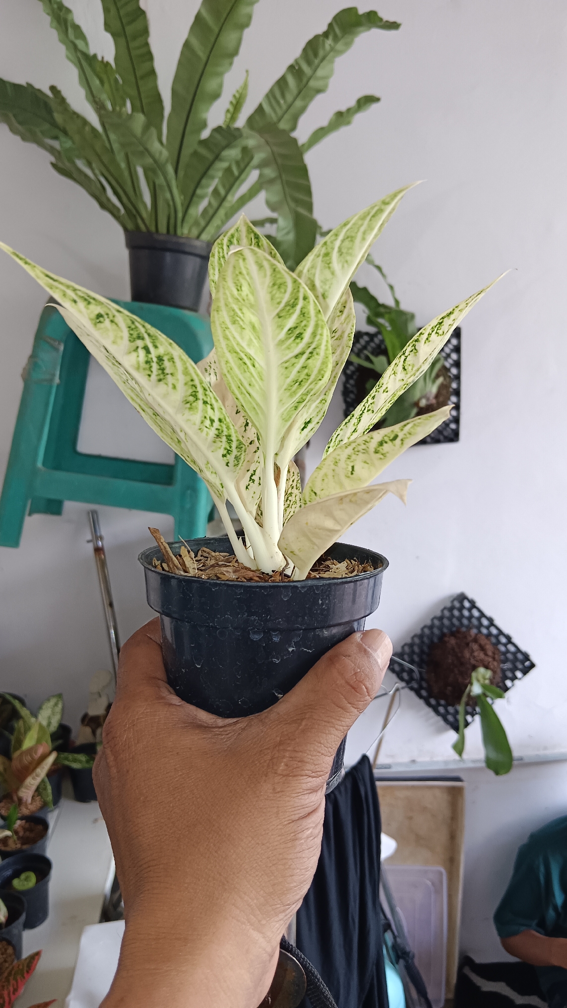 Memory