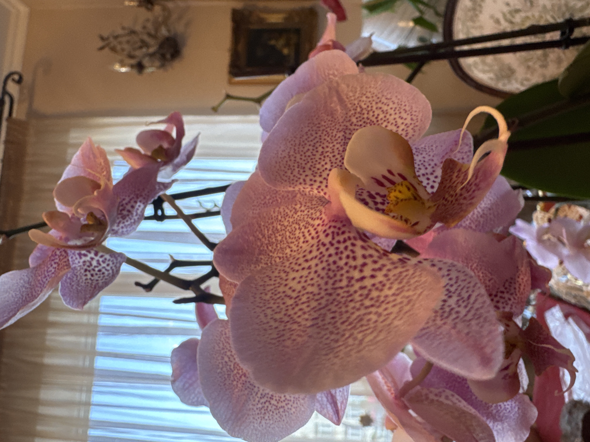 This close-up image features several pink and light purple orchid blossoms with distinct dark purple speckled patterns. The flowers are in full bloom, arranged on a dark, thin stem that extends across the frame. The central flower, prominently in focus, displays intricate yellow and reddish-purple markings within its labellum (lip).
The setting appears to be indoors, likely a home, with soft, diffused light filtering in from the left and through horizontal blinds in the background. The blinds create parallel lines of light and shadow. Behind the orchids, the background is blurred but reveals several decorative elements: a light-colored wall, a framed picture with a dark subject, and a delicate, dried floral or branch arrangement mounted on the wall. A curved, dark, possibly metallic, decorative element is visible on the far left.
The image suggests a serene daytime atmosphere, highlighting the delicate beauty of the orchids. No specific activity is depicted beyond the blooming flowers. There is no visible text in the image. The location context provided is Plovdiv, Bulgaria.