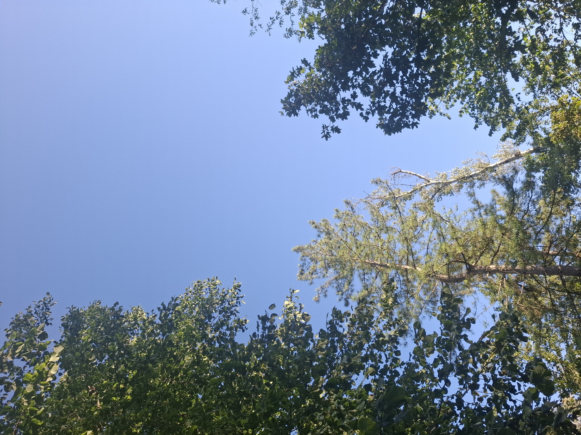 The image captures an upward view of trees against a clear blue sky in Vadul lui Voda, Moldova. Lush green foliage from broadleaf trees dominates the left and right edges of the frame, framing a central area featuring two tall, slender trees. The tree on the left appears to be a pine, with its characteristic needle-like leaves. To its right stands a lighter-colored, possibly deciduous tree, with bare branches reaching upwards. The sunlight illuminates the scene, casting a warm glow on the leaves and branches. No people or animals are visible in the image. The overall impression is one of a peaceful, natural setting within the city's surroundings.