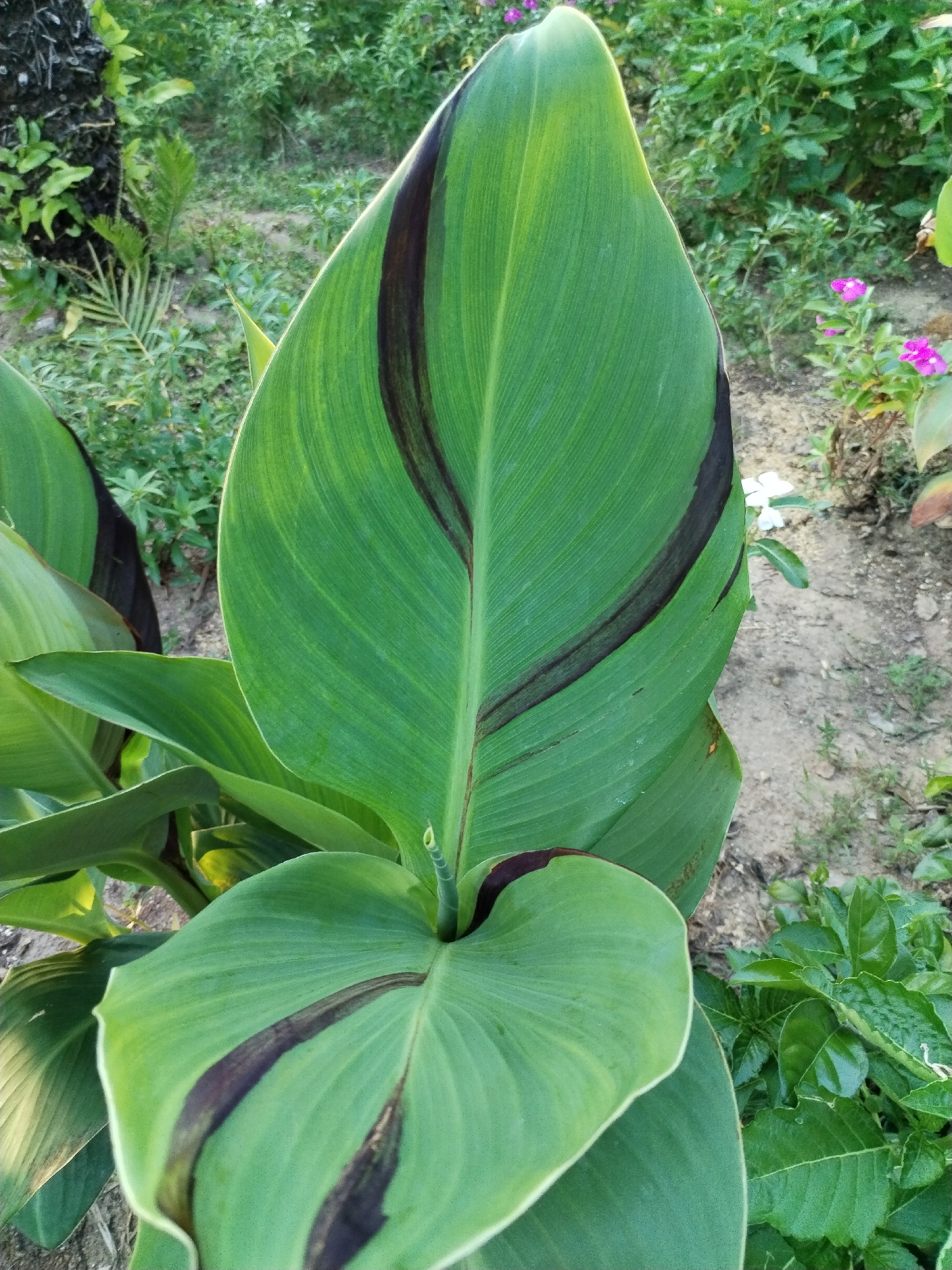 The image shows a close-up of a plant with large, green leaves, possibly a Canna lily variety. The leaves have dark brown or black streaks running along their veins. The surrounding vegetation suggests an outdoor environment. The location is stated as Bac Nha Trang Ward, Vietnam. No people are visible in the image. The focus is on the plant and its features.