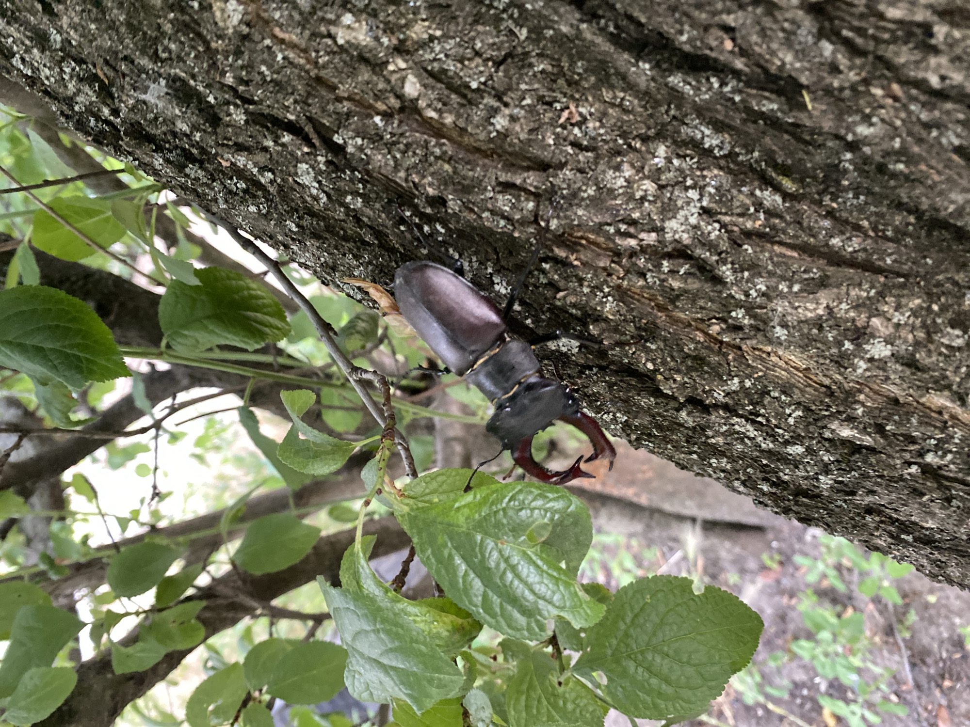 The image shows a close-up view of a stag beetle perched on the bark of a tree. The beetle is dark brown to black with large, prominent mandibles (jaws) that give it its characteristic "stag" appearance. Its body is segmented and has a hard, glossy exoskeleton. The beetle's legs are visible, gripping the rough texture of the tree bark.
The tree bark is dark and textured, with patches of lighter lichen. The beetle is positioned diagonally on the bark, with its head facing towards the left of the frame.
In the foreground and partially obscuring the lower part of the beetle and tree are several green leaves. These leaves appear to be part of a tree or bush growing near the larger tree. The leaves are vibrant green and have visible veins. Some of the leaves show signs of insect damage, with small holes or chewed edges.
The background of the image is blurred, suggesting a shallow depth of field. It appears to be an outdoor setting with other vegetation and possibly a hint of sky or a bright area suggesting daylight. The overall lighting suggests it is daytime, possibly overcast or in a shaded area given the lack of harsh shadows.
No people are visible in the image. The activity depicted is simply the beetle resting on the tree. There is no visible text in the image. The location is unknown, but the presence of trees and green foliage suggests a natural outdoor environment such as a forest, park, or garden.