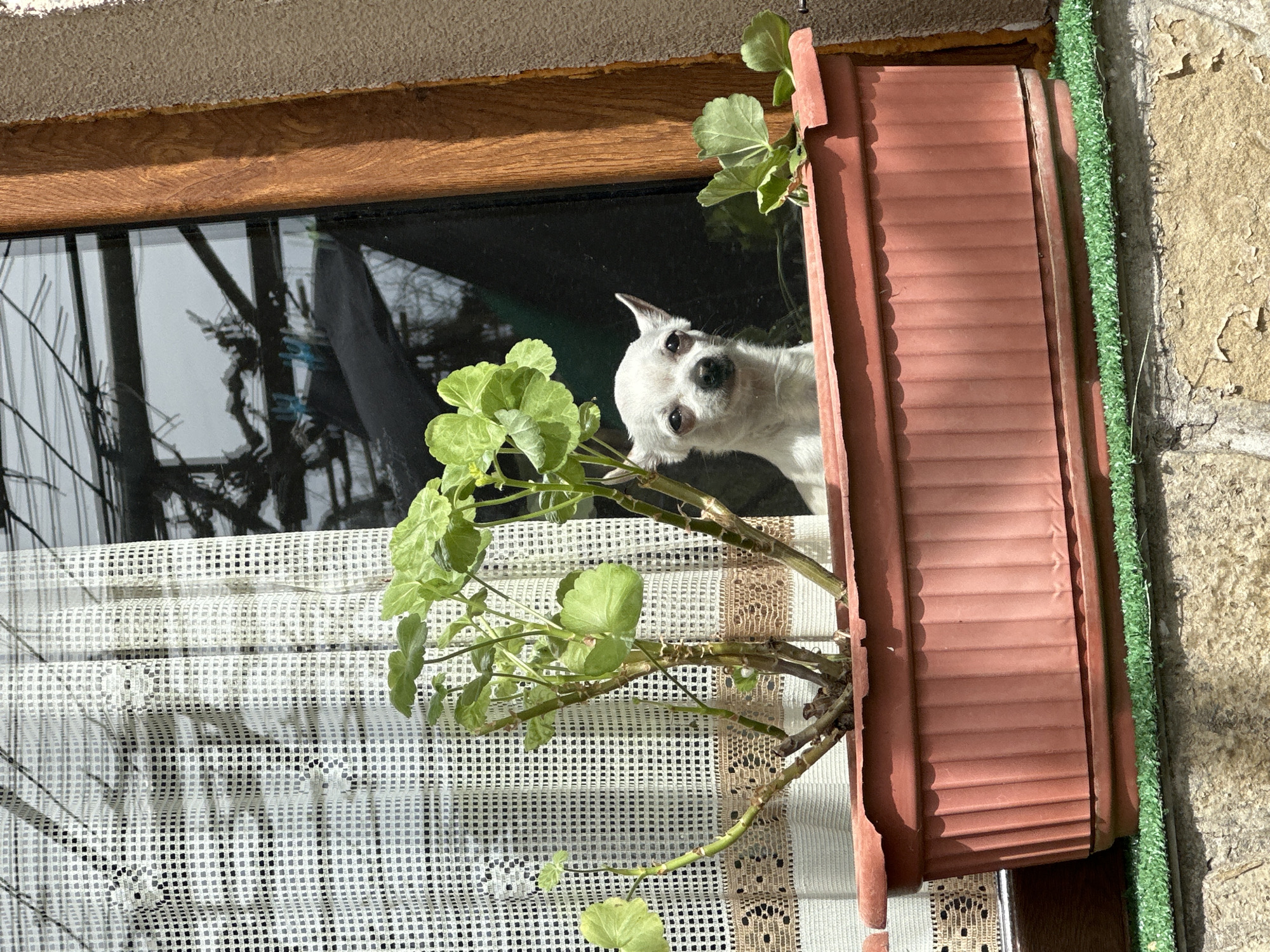 A small, white dog with pointed ears and dark eyes peers inquisitively from a window, its head tilted slightly to the viewer. The dog is positioned behind a vibrant green plant, possibly a geranium, which is growing in a terracotta-colored window box that partially obscures its lower body.
The window features a warm-toned wooden frame visible at the top and left, and a reflective glass pane. Through the pane, faint reflections of bare tree branches or a distant structure can be seen. Below the dog and plant, a translucent white curtain with a square grid pattern is drawn across the lower section of the window.
To the right of the window, a weathered, light brown or beige building wall with patches of peeling render is visible. A strip of artificial green grass runs vertically between the window frame and the main wall. Above the window, a rough, light-colored concrete or stucco surface is present. The scene is illuminated by bright daylight, casting clear shadows and highlighting textures, suggesting a sunny day in a residential area. The dog appears curious and alert, observing its environment from a window in Chubra, Bulgaria. There is no visible text.