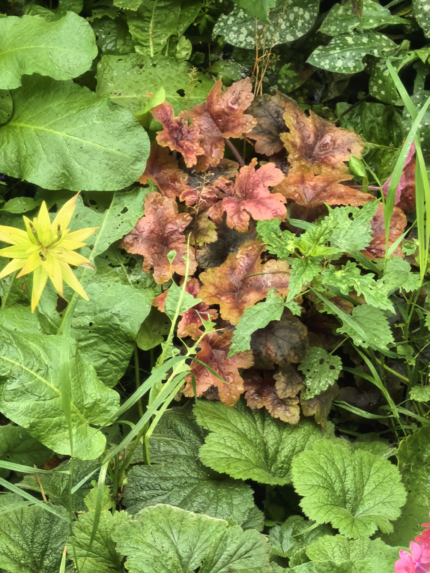 This image shows a close-up, overhead view of a garden bed with various plants. In the center are several leaves of a heuchera plant, displaying a mix of reddish-brown and copper tones. To the left, a bright yellow flower with pointed petals is visible. The surrounding foliage is predominantly green, with large, textured leaves and some thinner, grass-like blades interspersed. Some of the larger green leaves appear to have small holes, possibly from insect activity. In the upper right background, there are some leaves with a spotted pattern. The overall impression is a dense, naturalistic planting. The specific location in the city of Nerekhta, Russia, is not discernible from the image itself.