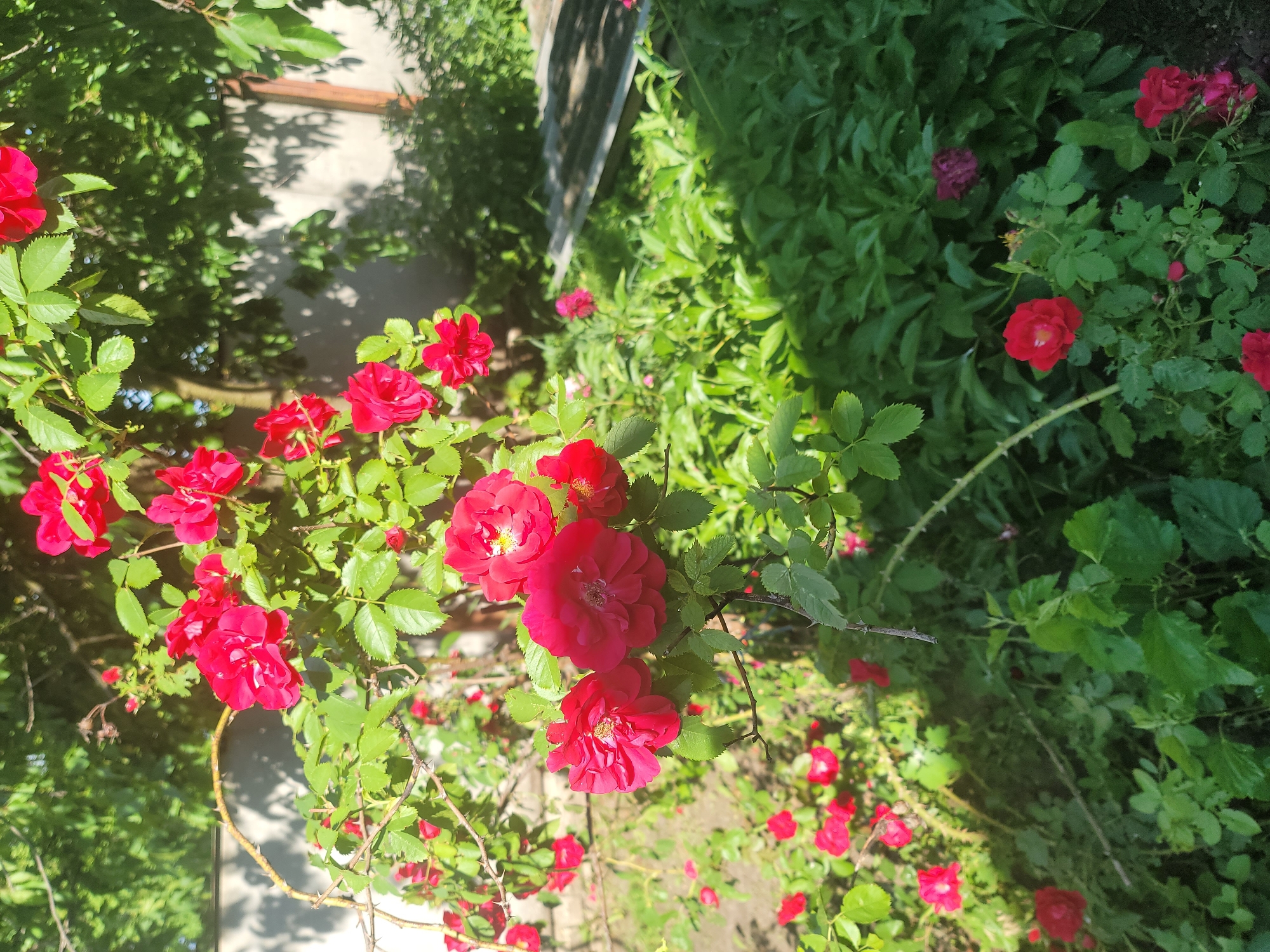 The image captures a sun-drenched garden scene in Vovkivka, Ukraine, dominated by vibrant red roses in full bloom. The roses are clustered on thorny branches, with lush green leaves forming a dense backdrop. In the foreground, the roses are in sharp focus, showcasing their delicate petals and yellow stamens.
Beyond the roses, the garden unfolds with more greenery, including bushes and possibly other flowering plants, some appearing in shades of pink and darker red. The background reveals a light-colored wall, possibly of a house or fence, casting dappled shadows from overhead foliage. Further back, a wooden post is visible, and in the middle ground, a weathered, possibly corrugated, metal sheet lies on the ground amidst the vegetation. The overall impression is one of a natural, overgrown garden space bathed in warm sunlight, suggesting a temperate climate and a thriving natural environment. No people are visible in the image.