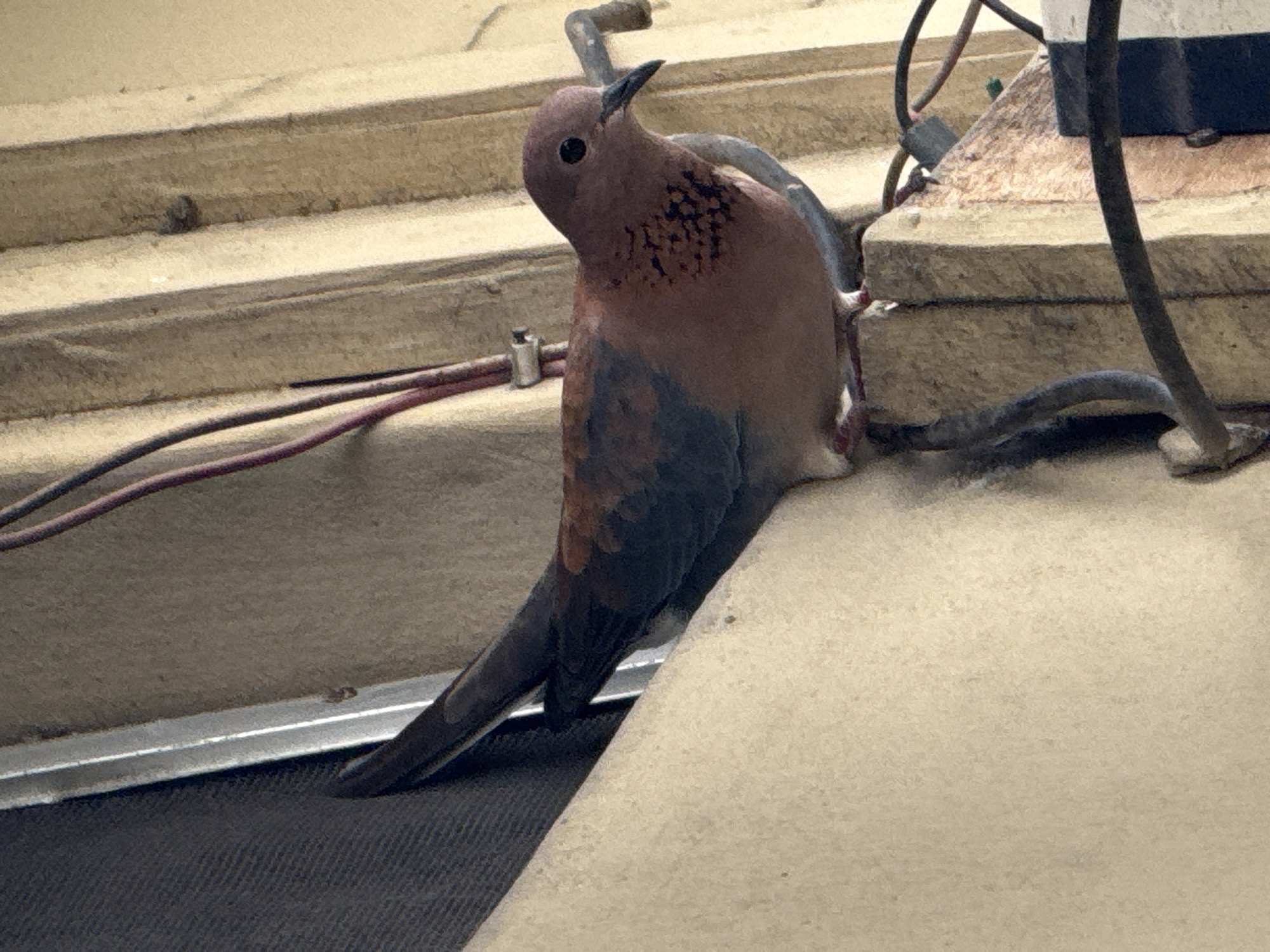 An eye-level shot captures a small bird, likely a dove or pigeon, perched on a concrete or stone ledge. The bird faces left, with its head tilted upwards, revealing its dark, round eye and pointed, dark beak. Its plumage is predominantly reddish-brown on its head and upper body, with distinct dark, speckled patterns visible on the back of its neck and upper mantle. The wings and tail transition to a darker, grayish-blue hue.
The bird is situated amidst various wires and cables, some dark and thick, others thinner and reddish-purple, which are secured to the building structure with metal fittings. These wires crisscross the background, hinting at an urban or built environment. The ledges themselves are light-colored, possibly concrete or weathered stone, with horizontal ridges and a slightly rough texture. Below the bird, a dark, textured material, possibly fabric or another part of the building's infrastructure, is visible. In the upper right background, a partial view of a white and black object, possibly a utility box or another fixture, can be seen. The overall lighting suggests a diffused daylight setting. There is no visible text in the image. The scene appears to be an outdoor setting in Ado, Nigeria.