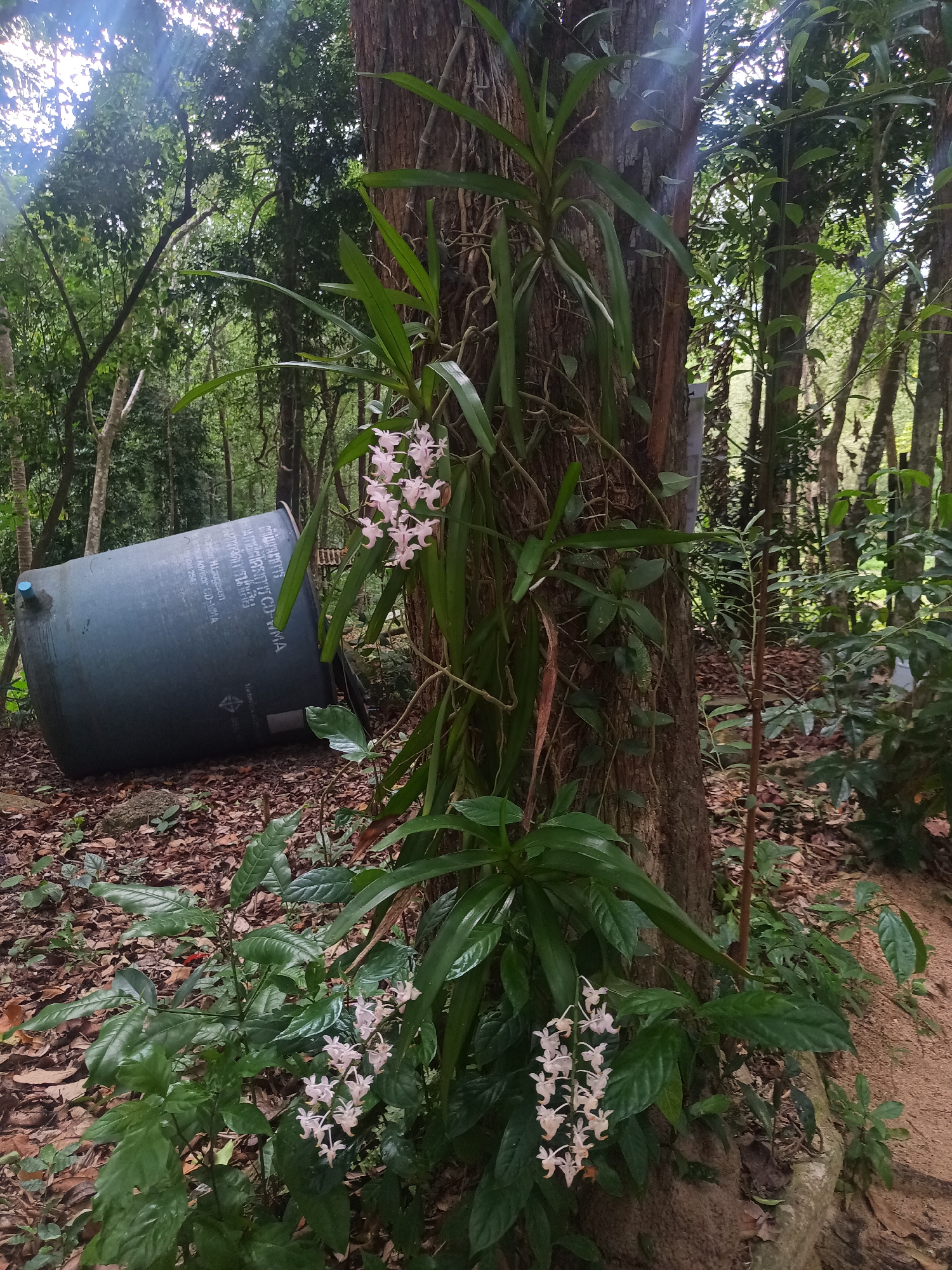 The image shows a lush, overgrown forest scene in Baan Thong Nang, Thailand. A large tree trunk dominates the center of the frame, covered with orchids. Some of the orchids have blooming white flowers. At the base of the tree, more plants and vegetation are visible.
In the background to the left, a large, overturned gray plastic container is lying on its side amongst fallen leaves and other forest debris. The area appears to be wooded with other trees and foliage visible in the background, creating a dense and natural environment. The ground is covered in leaves. There is a path on the right, covered with sand.