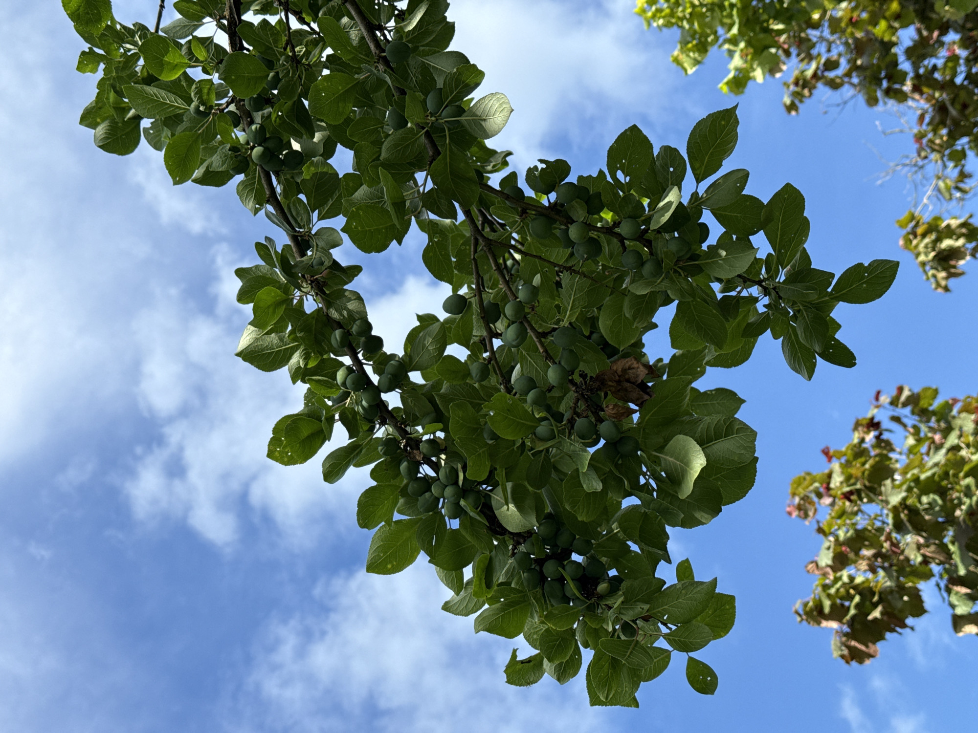 The image is an upward-looking shot of green branches with small green fruits against a bright blue sky with scattered white clouds. The main subject is a leafy branch laden with numerous small, round, green fruits, likely plums or cherries, that are still immature. The leaves are vibrantly green and appear healthy, with some showing minor imperfections like small holes. The branch itself is dark brown and gnarled, suggesting it is part of a mature tree.
In the upper right corner of the frame, another tree's foliage is visible, with leaves that are greener and perhaps tinged with brown or red, indicating a different species or a different stage of growth. The sky is a clear, deep blue, indicative of a sunny day, likely late morning or afternoon. There are no people or man-made objects visible in the image. The scene evokes a feeling of nature, growth, and the anticipation of harvest. The setting is suggested by the provided location context as an SNT (gardening non-profit partnership) in Dzerzhinets-83, Russia, implying an outdoor, possibly rural or semi-rural environment where fruit trees are common. No text is visible in the image.