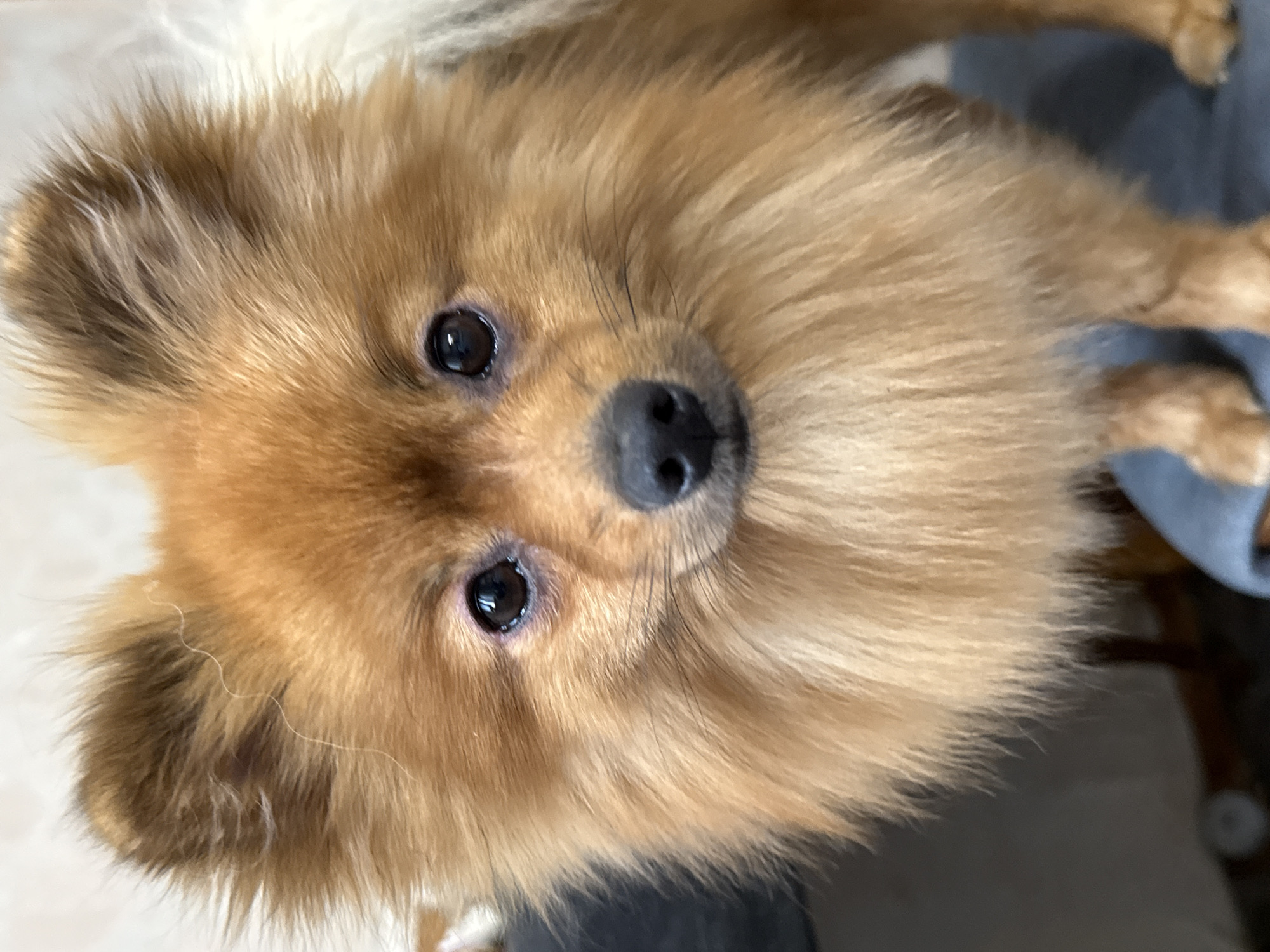A close-up, slightly tilted shot focuses on the face of a small, fluffy Pomeranian dog. The dog has light brown and cream-colored fur, with its ears perked up and its eyes looking directly at the camera. Its nose is dark and wet, and it has delicate eyelashes. The background is out of focus, with hints of a light-colored surface on the left and a dark, possibly fabric, surface on the right, with a blur of blue fabric in the upper right corner. The lighting suggests an indoor setting, possibly with natural light. There is no visible text in the image. The dog appears alert and curious. The location context is Khimki, Russia, but there are no specific visual cues in the image to confirm this.