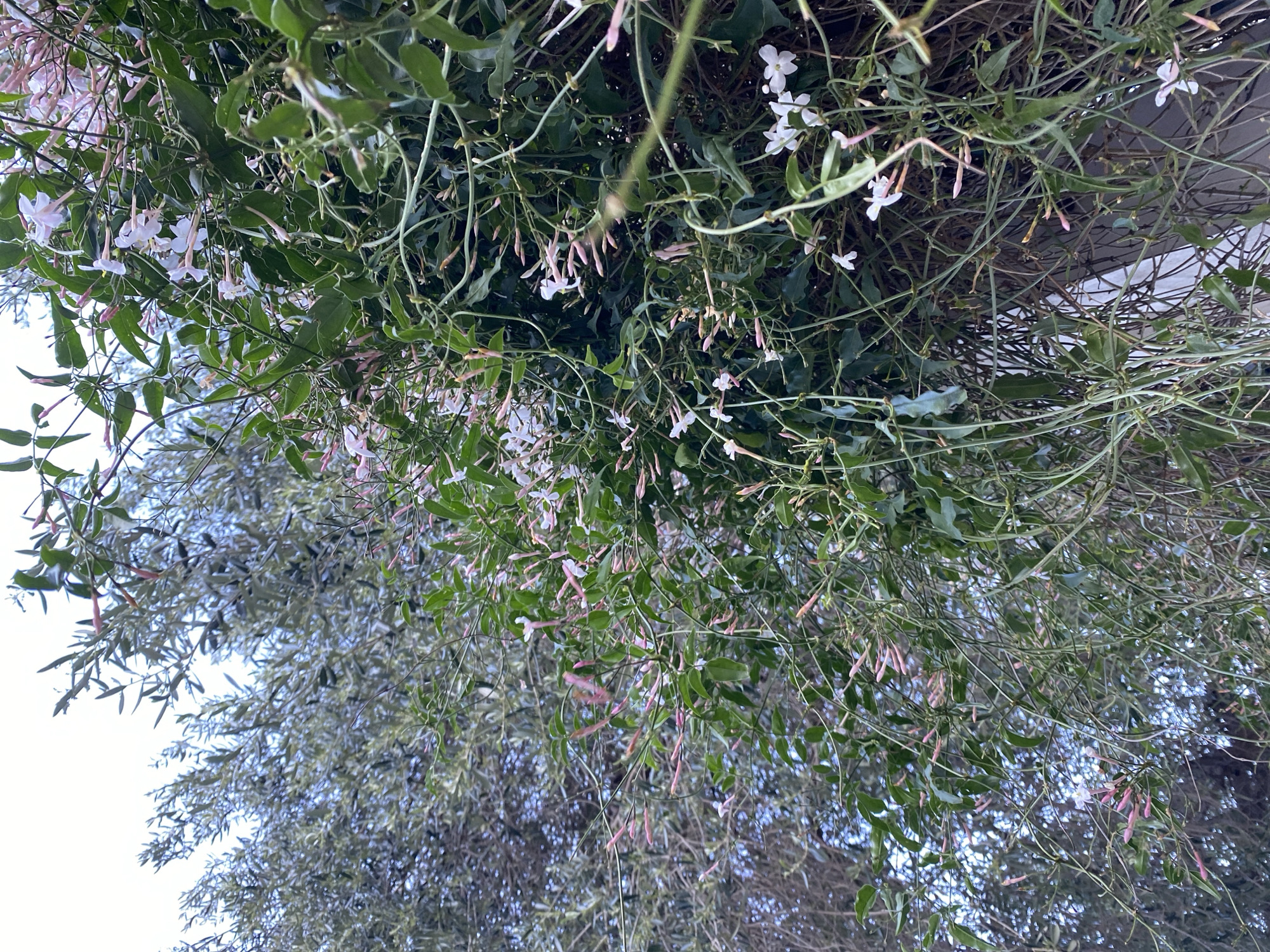 The image shows a view looking up at a flowering plant, likely a vine or climbing shrub. The plant features small, white flowers and green leaves. The background is blurred, showing other trees or foliage and a pale sky. The location is not discernible from the image, and there is no indication of Budva, Montenegro or any other specific place. There are no people visible in the image.
