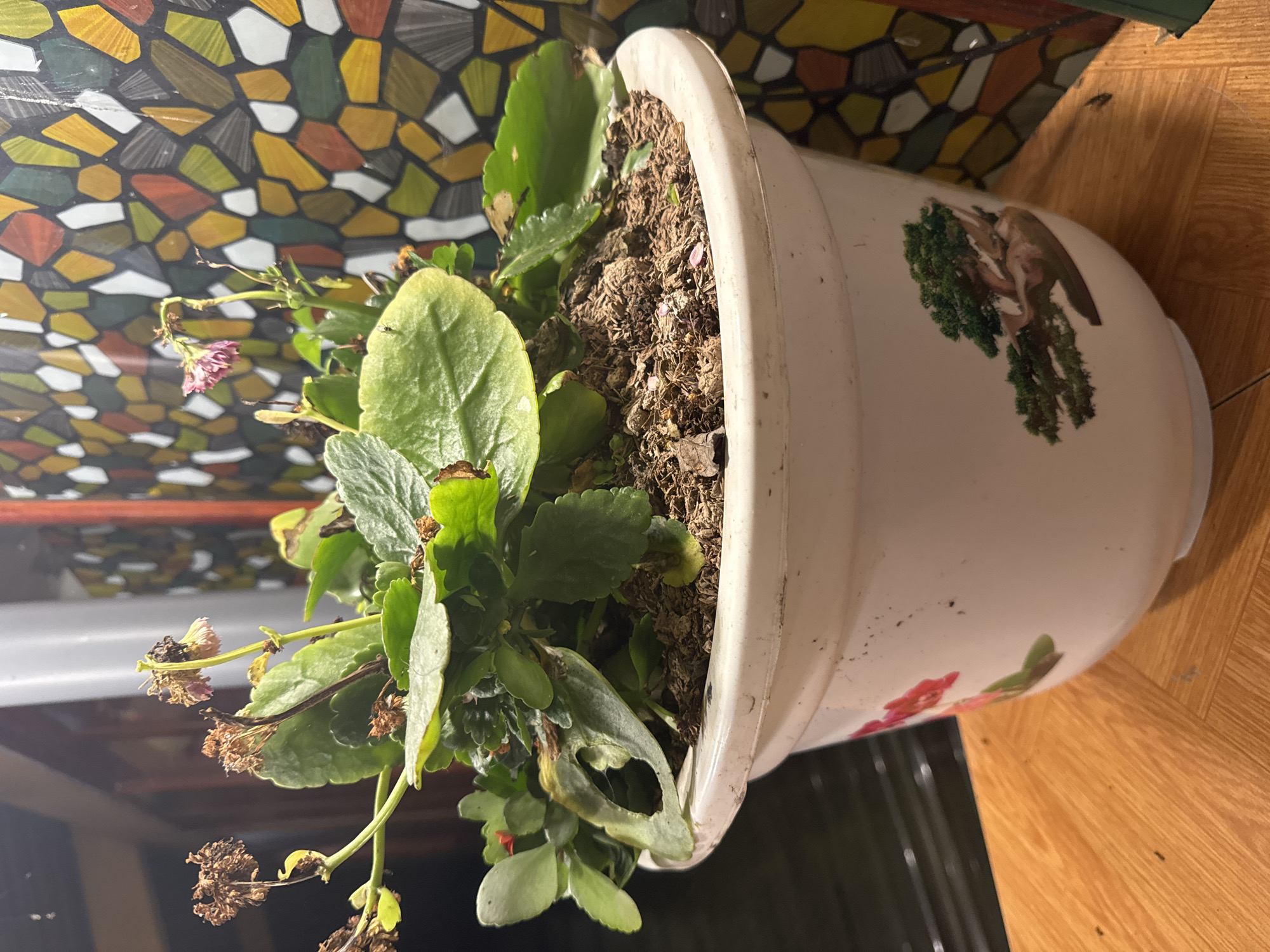 A close-up image shows a potted plant. The plant has green leaves, some of which are damaged and dry. There are also dead flower stems present. The plant is in a white pot with floral and angel designs. The pot sits on a wooden surface. Behind the plant is a mosaic-style window or wall hanging with various colors. The environment is indoor. There is no contextual information that relates this image to Mèo Vạc Commune, Vietnam.