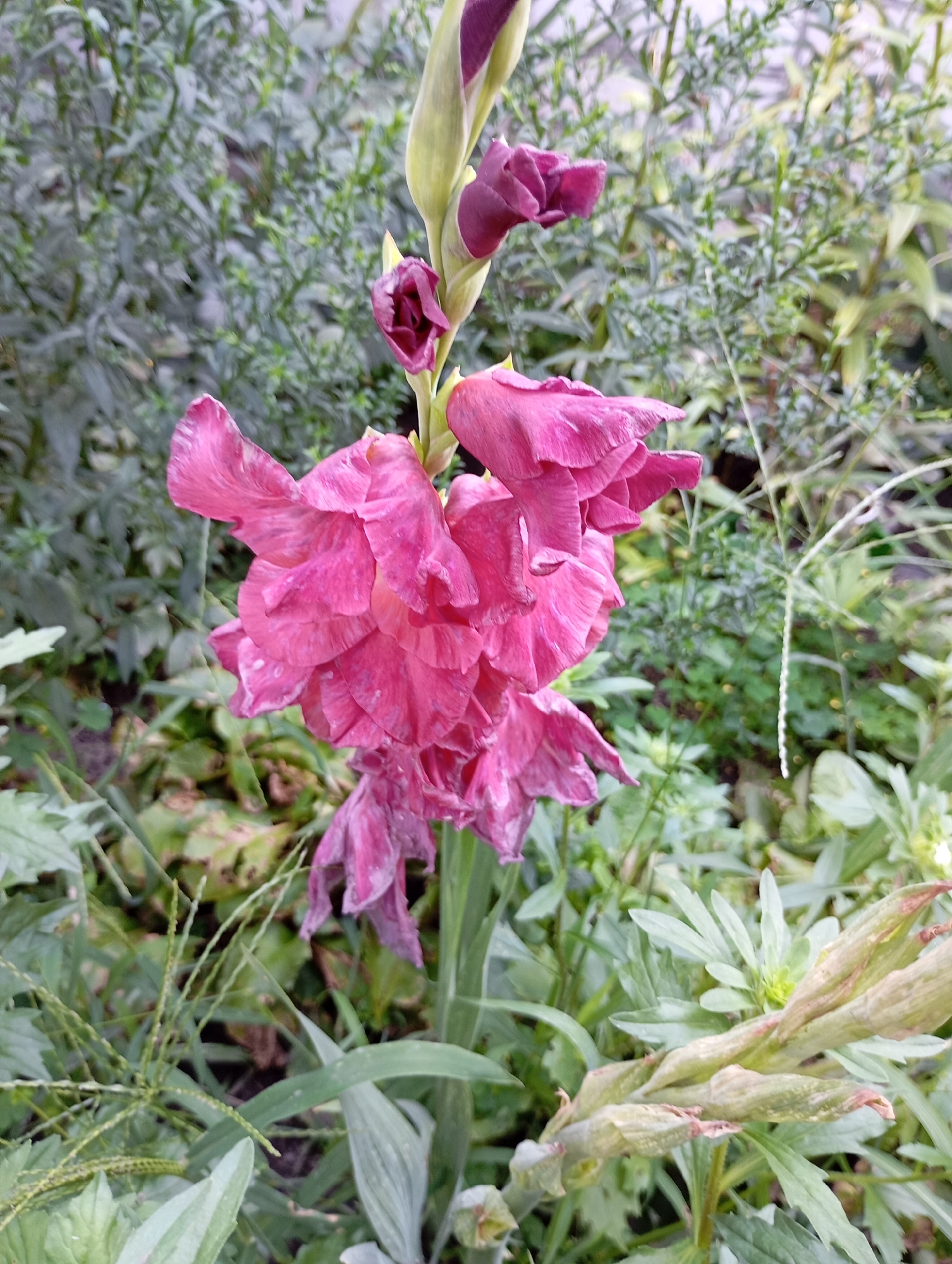 A close-up, eye-level shot features a blooming gladiolus flower in an outdoor setting. The gladiolus has large, ruffled petals in shades of bright pink and magenta, with some petals showing signs of wilting. The flower is positioned centrally in the frame, with a blurred green background of foliage and plants. A darker purple gladiolus bud is visible at the top of the stalk, and a developing seed pod or spent bloom is present at the bottom right. The lighting suggests an overcast day, casting a soft, diffused light on the flower. The location is identified as Horishni Plavni, Ukraine.