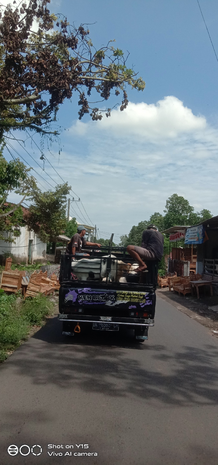 A black pickup truck, bearing license plate DK 8353 LH, is observed from the rear on an asphalt road in Gading Kulon, Indonesia, under a bright blue sky with scattered clouds. The truck is transporting multiple black and white goats secured within a metal-barred enclosure in its bed. Two males are riding in the truck bed: one seated on the right side railing, facing forward, wearing a dark shirt and light shorts; the second seated on the left, facing right, wearing a dark shirt and cap. Shadows of overhead foliage are cast across the road. To the left of the road, a pile of unfinished wooden furniture frames is visible beside a building. To the right, another building, possibly a commercial establishment, displays finished wooden furniture and a blue and white sign. Overhead, power lines are visible, and tree branches with dried leaves extend into the upper left of the frame.