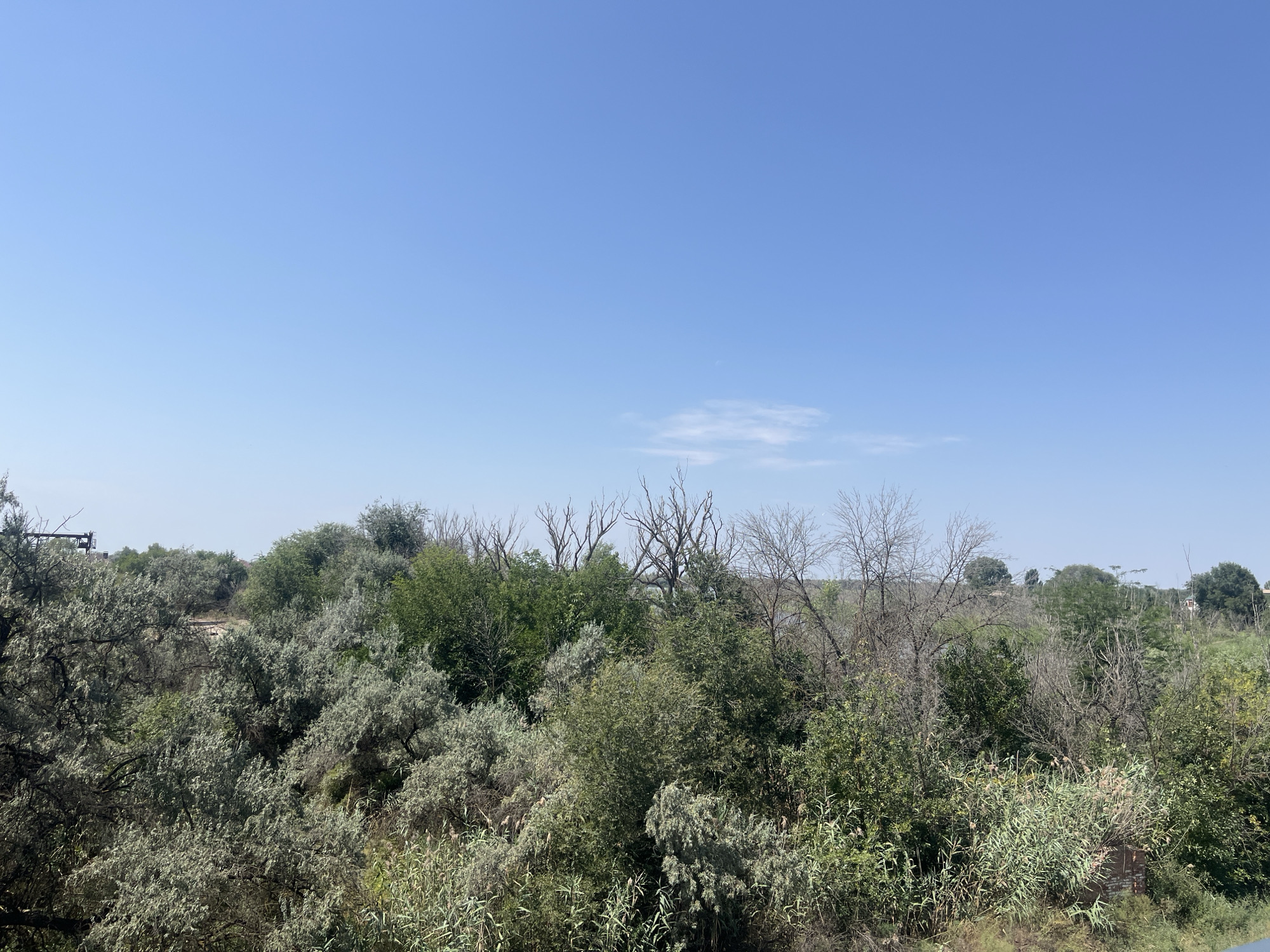 The image depicts a natural landscape with a clear blue sky dominating the upper portion. The horizon is lined with a dense arrangement of trees and various types of vegetation, creating a lush, somewhat wild environment. The foliage ranges in color from deep green to silvery-grey, with some trees appearing bare and skeletal, suggesting a possible seasonal change or natural decay. In the distance, hints of a flat, open landscape can be seen beyond the trees, with a few scattered structures or buildings visible, suggesting the proximity of a settlement. The overall impression is one of a semi-natural area within or on the outskirts of a populated region. There are no people or animals visible in the frame.