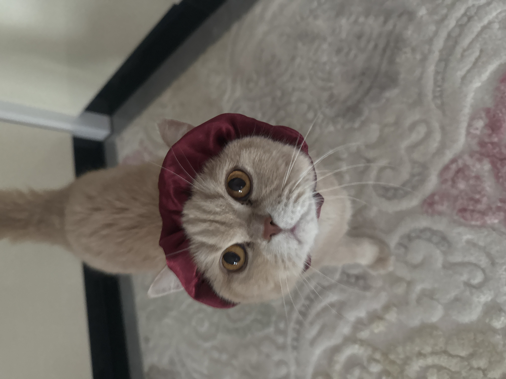 An overhead shot captures a light cream-colored cat with large, round, golden-brown eyes looking directly upwards at the camera. The cat is wearing a dark red, possibly velvet or satin, headpiece that covers the top of its head and ears, resembling a bonnet. Its prominent white whiskers extend outwards from its face. The cat's expression is one of calm curiosity or attentiveness.
The setting appears to be indoors, with the cat resting on a light-colored, patterned rug or carpet. The rug features an intricate, swirling design, with faint hints of pink or reddish hues in some areas. To the left and slightly behind the cat, a dark, linear object, possibly a furniture frame or leg, is visible against a plain, light-colored wall or surface. The lighting is bright and even, suggesting either a well-lit room during the day or effective artificial illumination. There is no visible text. The specific time of day, weather, and precise location remain unknown.