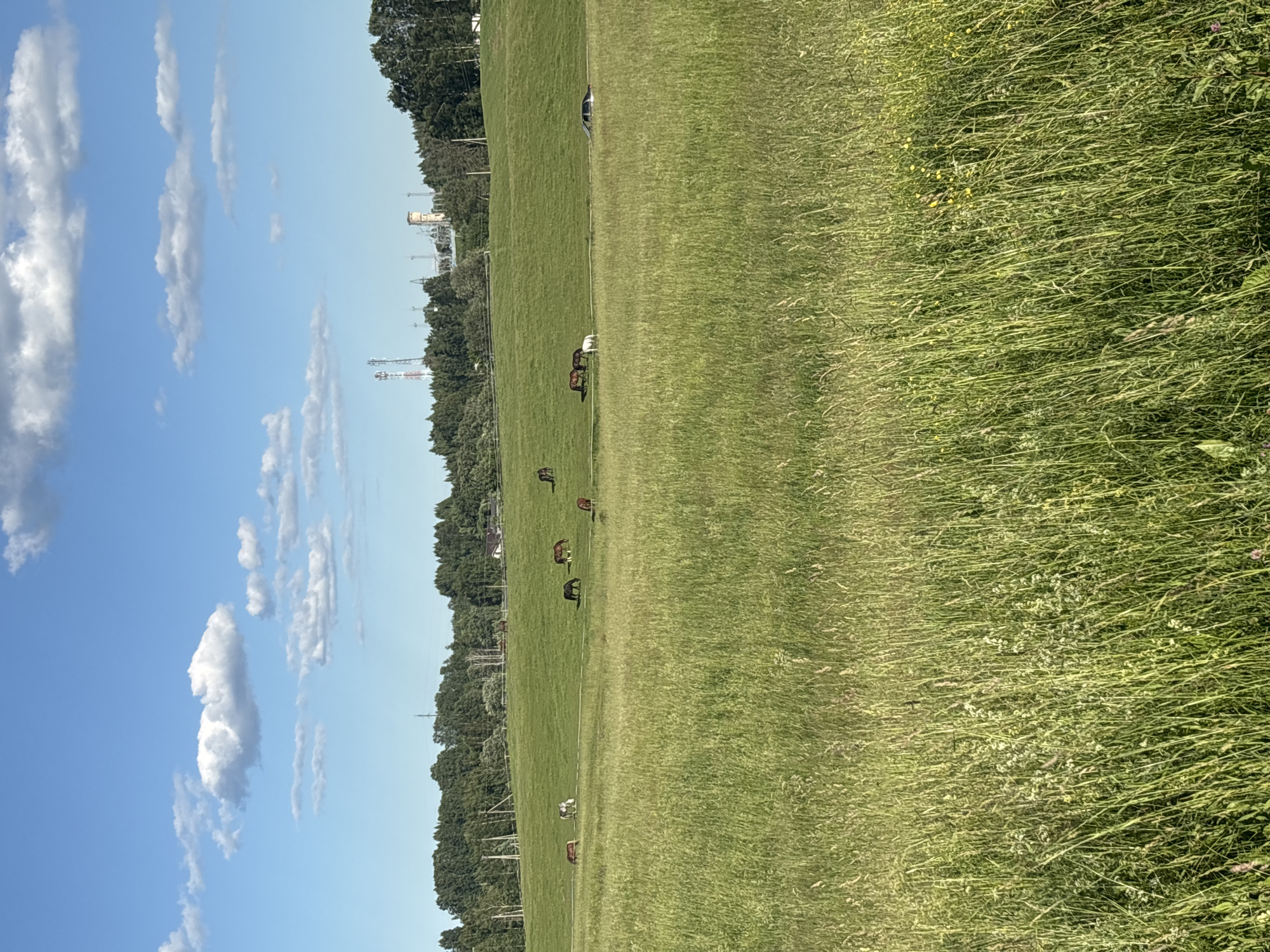 This is a vertically oriented, outdoor photograph taken in Yanino-1, Russia. The scene depicts a large, open field of tall green grass, with a line of trees forming a border along the left side of the frame. In the distance, beyond the trees, are industrial structures including cooling towers and communication towers, suggesting a rural or semi-industrial setting. The sky is a clear blue with scattered white cumulus clouds, indicating fair weather.
Several horses are visible grazing in the grassy field, scattered at different distances from the camera. Some horses are standing, while others appear to be in motion. A white object, possibly a person or a large animal, is also present amongst the horses. The tall grass in the foreground is dense and appears to be recently grown, with some small yellow wildflowers interspersed. A white fence runs horizontally across the field, separating it into different areas.
The time of day appears to be late afternoon or early evening, given the quality of light. There is no visible text in the image. The overall mood of the photograph is peaceful and serene, highlighting the natural beauty of the landscape and the presence of the animals.