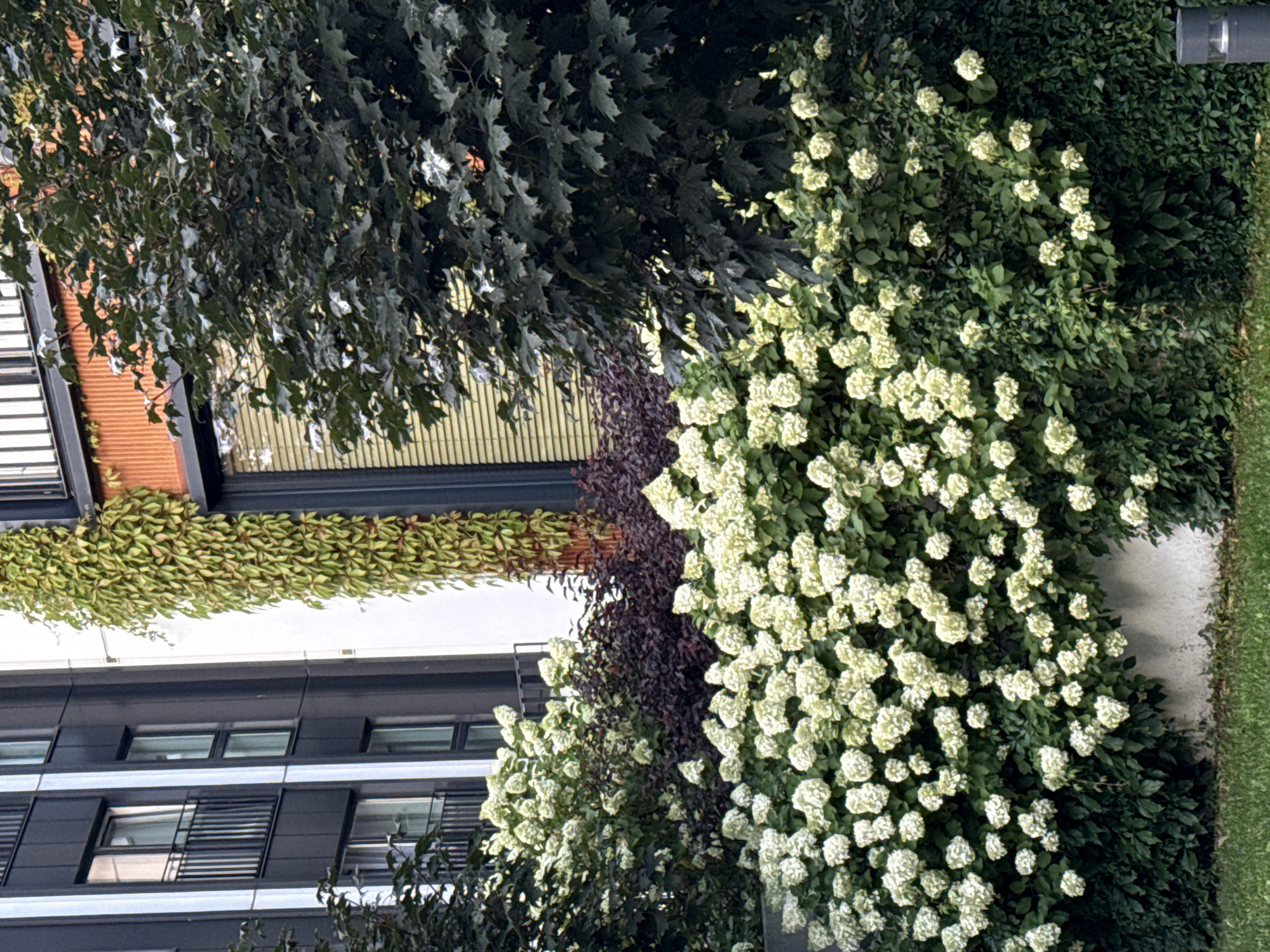 A photograph shows the facade of a modern building with dark grey and white paneling, punctuated by dark-framed windows and balconies with black railings. A vertical strip of green ivy climbs the side of the building, contrasting with the architectural elements. In front of the building, a dense arrangement of flowering shrubs with clusters of white blooms is visible, interspersed with darker foliage. A large, dark-leaved tree stands to the right, its branches partially obscuring the building's windows. The lower portion of the image shows a strip of green grass. The scene appears to be an urban environment, possibly a residential or commercial complex. Without further information, a specific location within Tallinn, Estonia cannot be determined. There are no people or animals depicted.