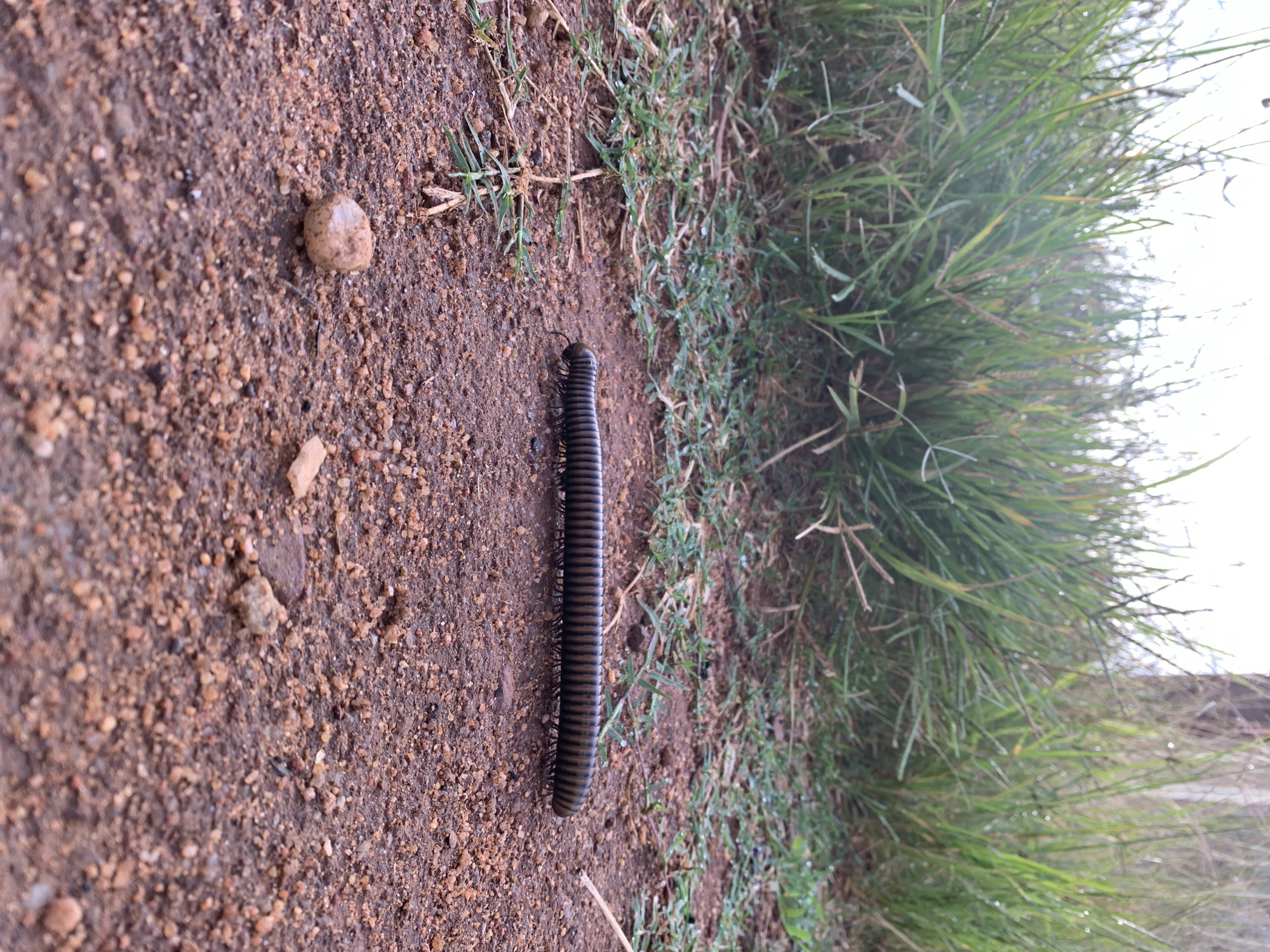 A long, segmented millipede is crawling across a dirt path in Kuru Karama, Nigeria. The path is composed of reddish-brown soil with small stones and dried plant matter scattered across it. To the left of the path, a cluster of tall green grass grows. The grass appears wet, with dew drops visible on the blades. The background is blurred, but suggests more vegetation and possibly a wooden fence. The overall scene is natural and outdoors.