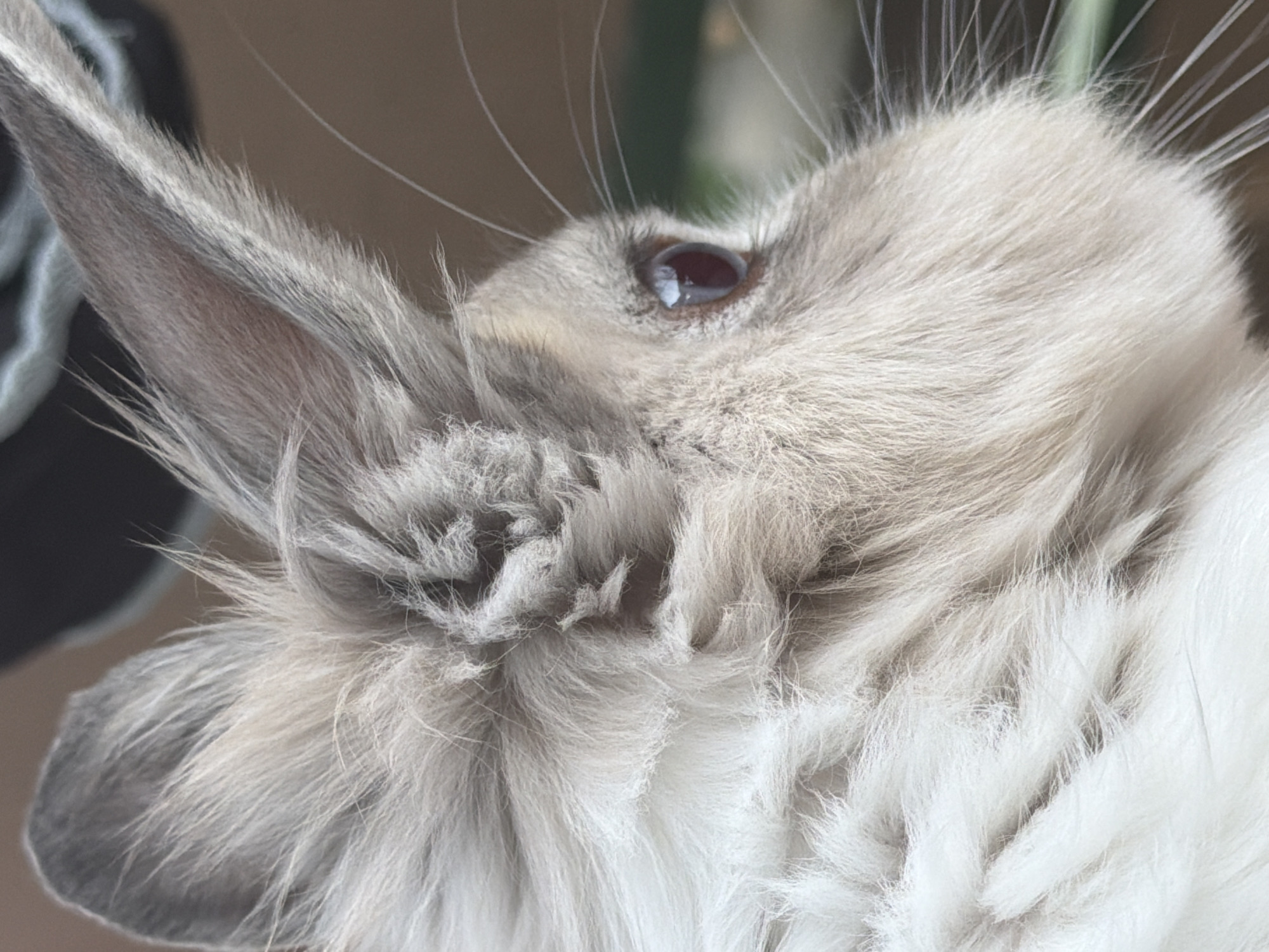 The image is a close-up, side-profile shot of a rabbit's face, focusing on its eye and ear. The rabbit has fluffy, light grey and white fur. The background is out of focus, appearing as a blend of brown and green tones, suggesting an outdoor or natural setting. There is no visible indication of the city of Pazardzhik, Bulgaria, or any urban elements within the image. The rabbit is the sole subject and appears to be looking to the right of the frame. No actions or interactions are depicted.
