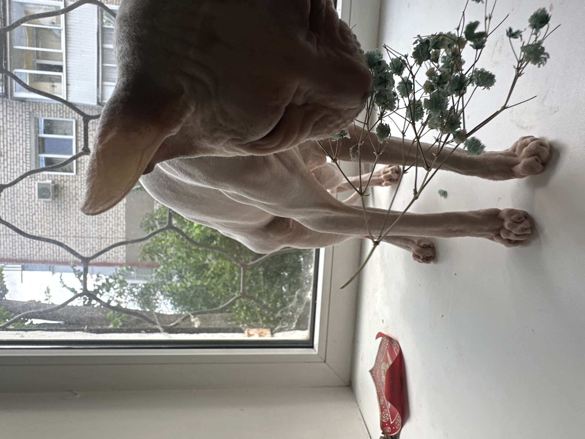 A light-skinned Sphynx cat is positioned on a white windowsill, facing away from the camera and towards a window with a barred grate. The cat is sniffing a dried sprig of small, light blue flowers. To the left of the cat, on the windowsill, is a small, folded red object with gold detailing. Through the window, greenery and the brick facade of a building, along with window frames, are visible. The presence of a barred window suggests a residential building, possibly in an urban setting. Togliatti, Russia, is a city known for its residential architecture, including buildings with barred windows, especially on lower floors, and the presence of trees and greenery within urban areas is common.