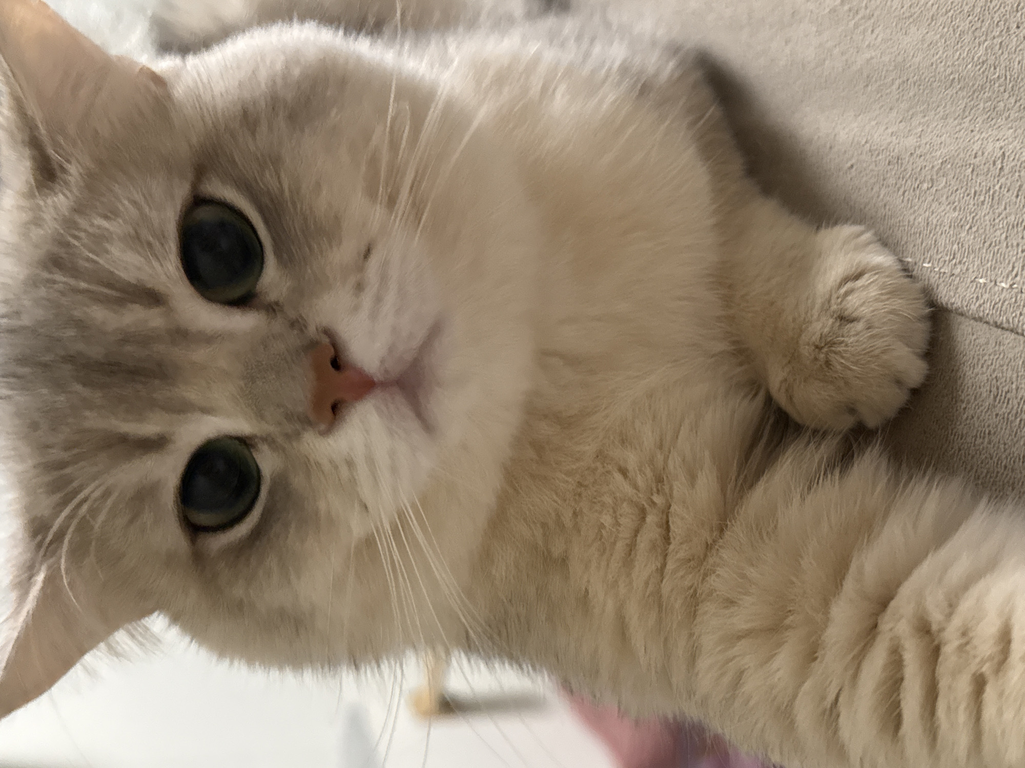The image is a close-up, eye-level shot of a light-colored cat with green eyes. The cat is lying down on a beige surface, possibly a couch or blanket. Its fur is soft and fluffy. The background is out of focus and appears to be an indoor setting with a white wall and a hint of a door frame. There is no indication of the city of Yurukovo, Bulgaria, within the image itself.