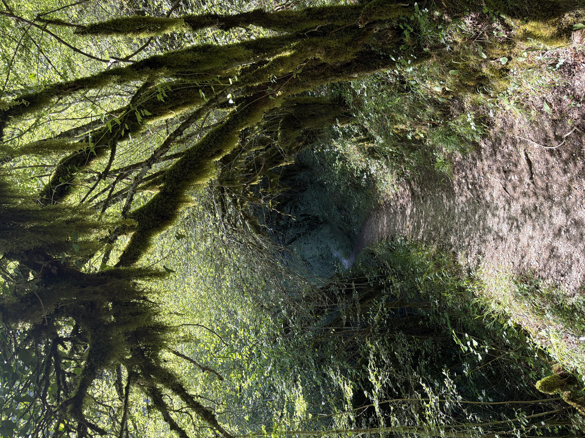 The image depicts a dirt path winding through a lush forest in the city of Lazba, Montenegro. The path is illuminated by dappled sunlight filtering through the dense canopy of trees. The trees lining the path are heavily laden with moss, creating a dramatic and somewhat ethereal atmosphere. The foliage is vibrant green, indicating a healthy and thriving ecosystem. The path itself appears well-trodden, suggesting it is a popular route for hikers or nature enthusiasts. The overall impression is one of natural beauty and tranquility.