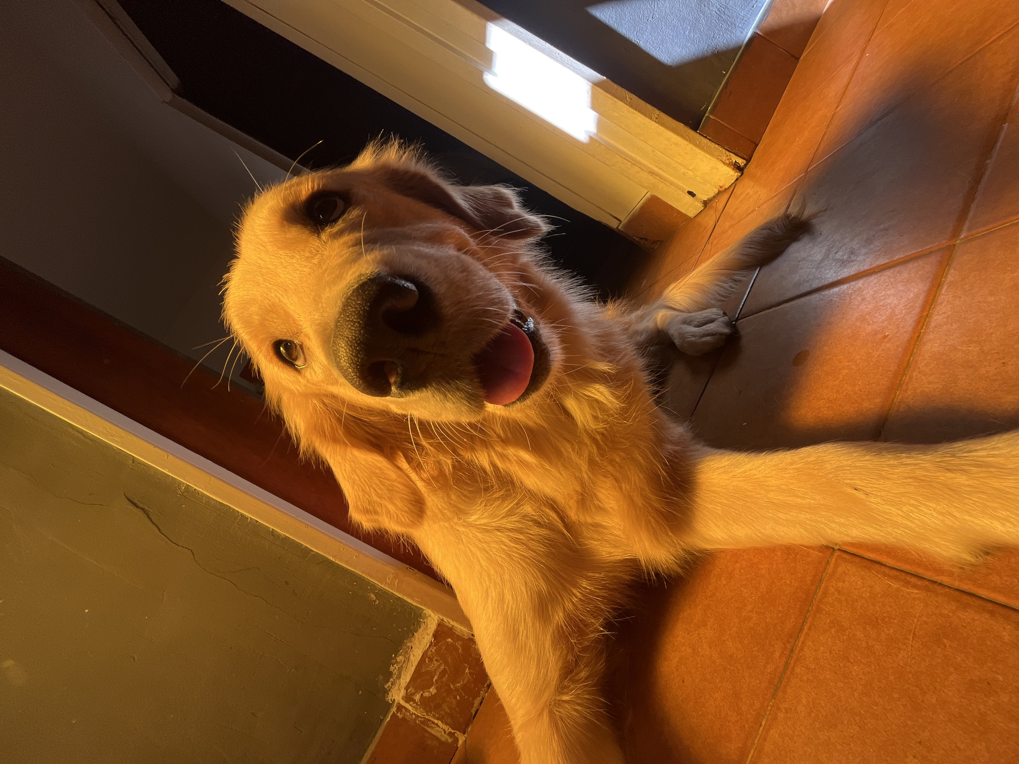 An indoor, low-angle shot features a golden retriever dog lying on a tiled floor, looking directly into the camera. The dog's head is tilted, and its tongue is slightly out, giving it a happy and engaging expression. Its golden fur is brightly illuminated by a warm, artificial light source, likely positioned above or to the side, creating strong highlights on its coat and casting distinct shadows on the orange-hued tiles.
The setting appears to be a room or hallway in a home, with a doorway visible in the background and along the left edge of the frame. The floor consists of large, terracotta-colored square tiles, typical of residential interiors in regions like Buenos Aires, Argentina, as indicated by the location context. The lighting suggests it might be evening or night, or that the light source is artificial rather than natural daylight, contributing to the cozy and warm atmosphere. No visible text is present in the image. The dog's friendly gaze and relaxed posture convey a sense of affection and playfulness.