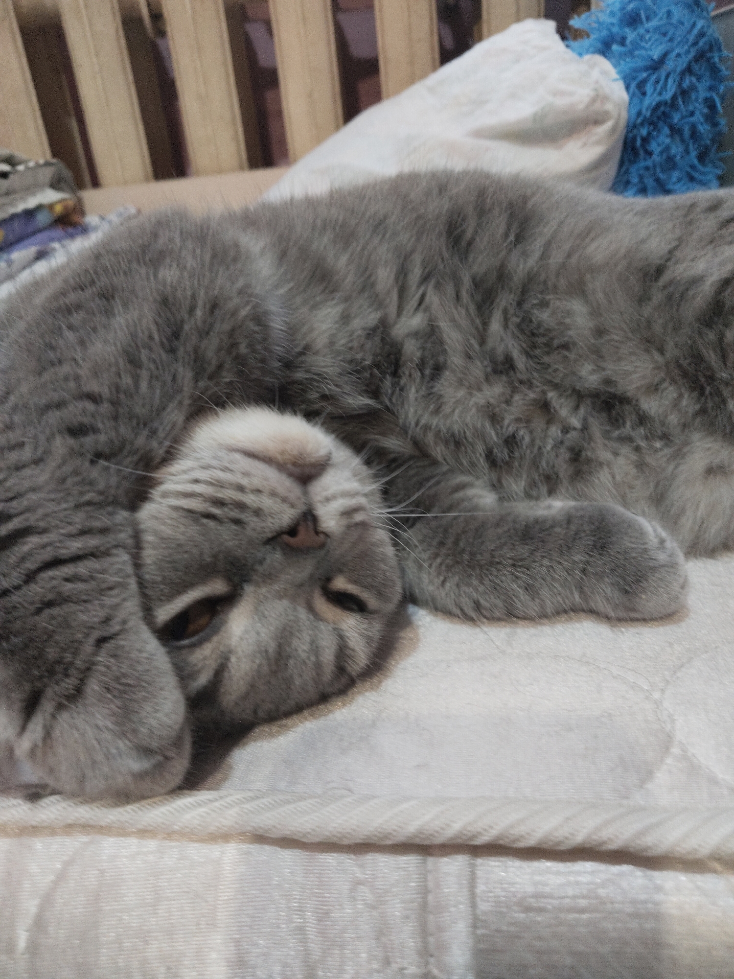 The image captures a fluffy, gray cat resting on its back on a light-colored mattress or bed. The cat's head is upside down relative to its body, slightly tilted, with its eyes partially open, conveying a relaxed, sleepy, or content expression. Its small, dark nose is prominent, and delicate white whiskers extend from its face. The cat's fur is thick, soft, and uniformly gray, covering its entire visible body and paws.
In the background, behind the cat's head and left side, a section of a patterned fabric, possibly a blanket or sheet, is visible. Further back, a wooden bed frame or headboard with vertical slats can be seen, indicating an indoor setting. To the right of the cat, a white pillow or cushion is partially visible, next to which rests a vibrant blue, shaggy object, possibly a decorative pillow or a toy. The overall scene suggests a calm and cozy indoor environment, likely a bedroom, where the cat is enjoying a peaceful rest. There is no visible text in the image.