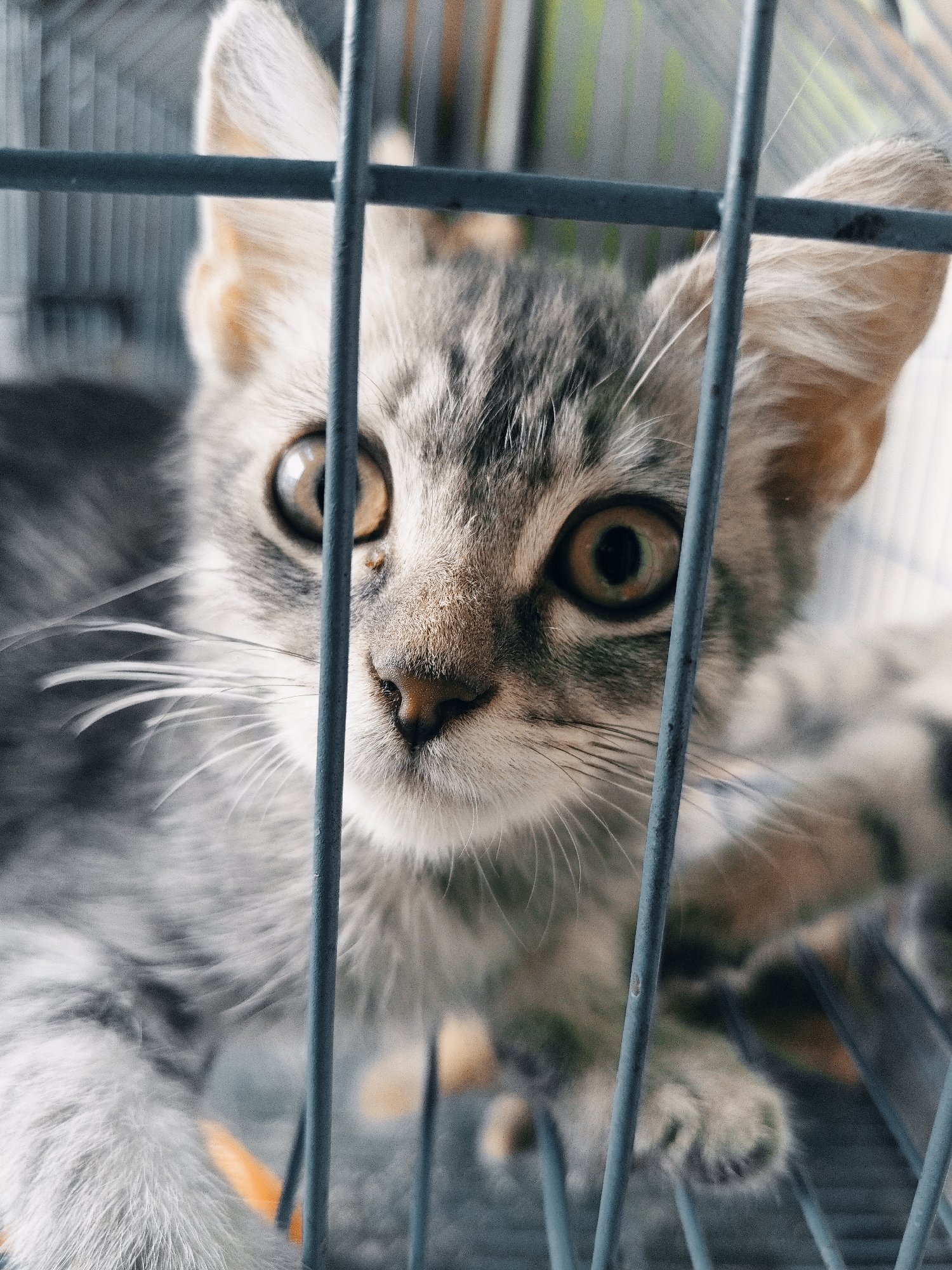 A close-up, eye-level shot captures a young tabby kitten peering through the bars of a metal cage. The kitten's face is the primary focus, with its large, expressive eyes reflecting a warm, golden hue. Its fur is a mix of grey and brown tabby markings, with lighter fur around its muzzle and chest. The kitten's whiskers are prominent, fanning out from its nose. Behind the kitten, the cage bars create a repeating pattern, partially obscuring the background which appears to be a dimly lit interior. The overall impression is one of a confined, curious animal. This image was taken in the city of Rejoagung, Indonesia.
