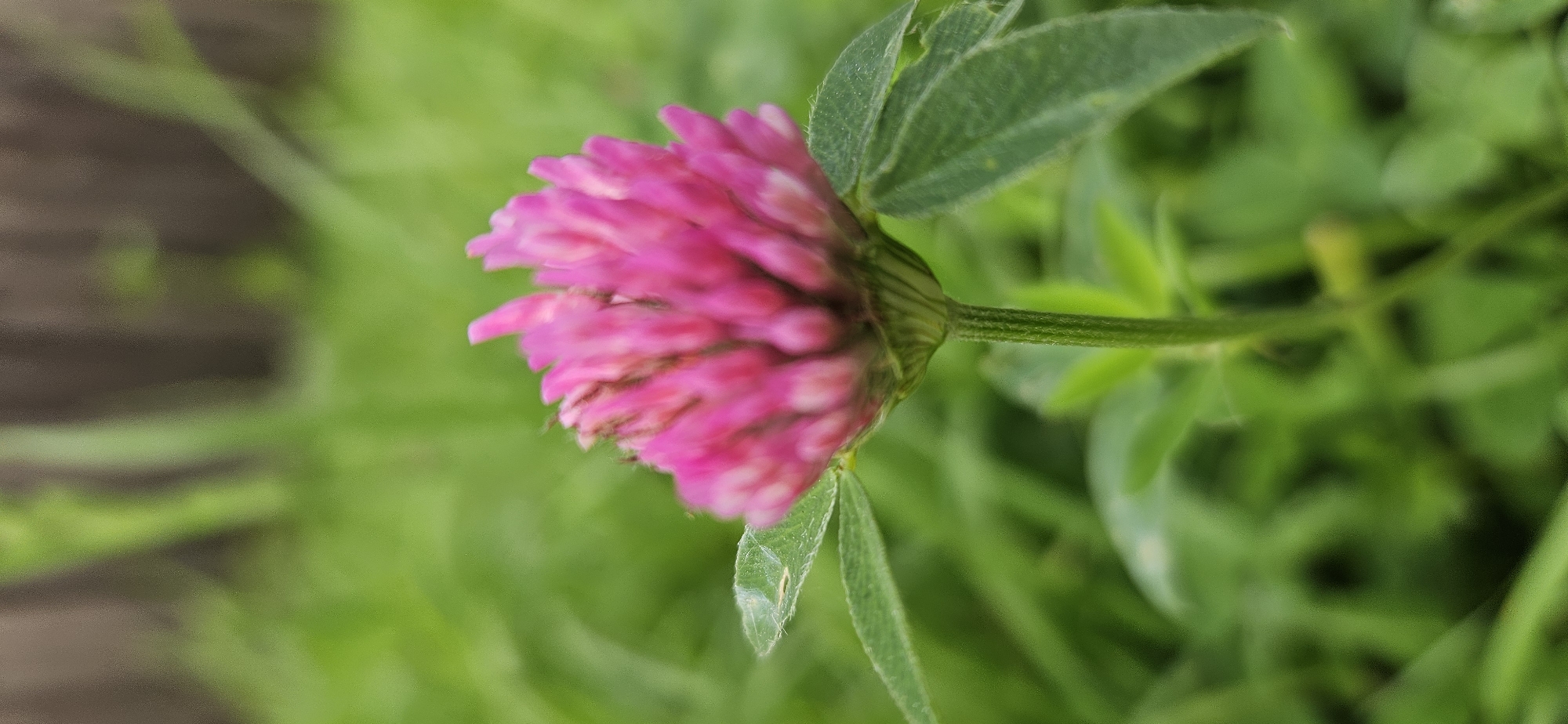 The image shows a close-up, slightly blurred view of a pink clover flower. The flower head is composed of many small, tightly packed petals. A slender green stem supports the bloom, with two green leaves visible on either side. The background consists of soft-focus green foliage, suggesting an outdoor setting. There is a hint of a wooden fence in the upper left portion of the image. The location of the image in Vitsebsk, Belarus, is not discernible from the visual information provided. There are no people or actions depicted in the image.