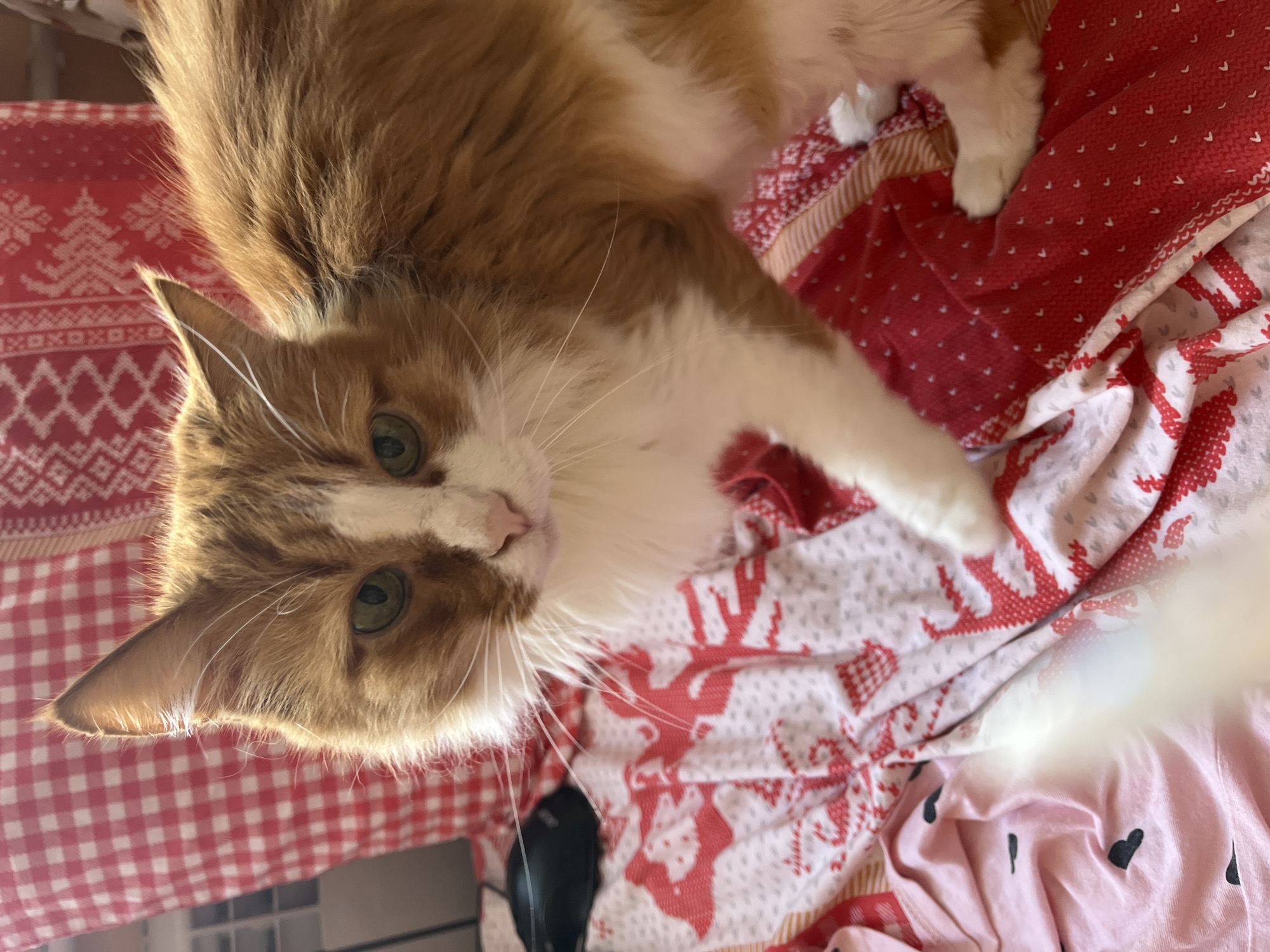 An orange and white domestic cat is positioned on a red and white patterned fabric, likely a blanket or tablecloth. The fabric features a repeating pattern of reindeer and geometric shapes. The cat's fur is thick and appears to be medium to long-haired, with orange markings over a white base. Its eyes are green. To the left of the cat, a black object, possibly a computer mouse, is visible. The background includes a red and white checkered fabric, and a radiator can be seen on the far left. The scene is illuminated by natural light. The image does not provide information about the city of Ivanovo, Russia.
