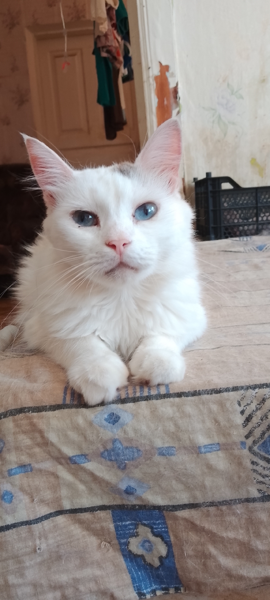 A white cat with bright blue eyes and a small grey patch on its head is lying on a patterned blanket. The cat's front paws are tucked neatly underneath its chest. In the background, a door is visible, with clothes hanging on a rack in front of it. To the right, a black plastic crate is placed on the floor. The environment appears to be indoors, possibly in an apartment or house, in a city setting. There is no information to suggest the location is specifically Belgorod, Russia.