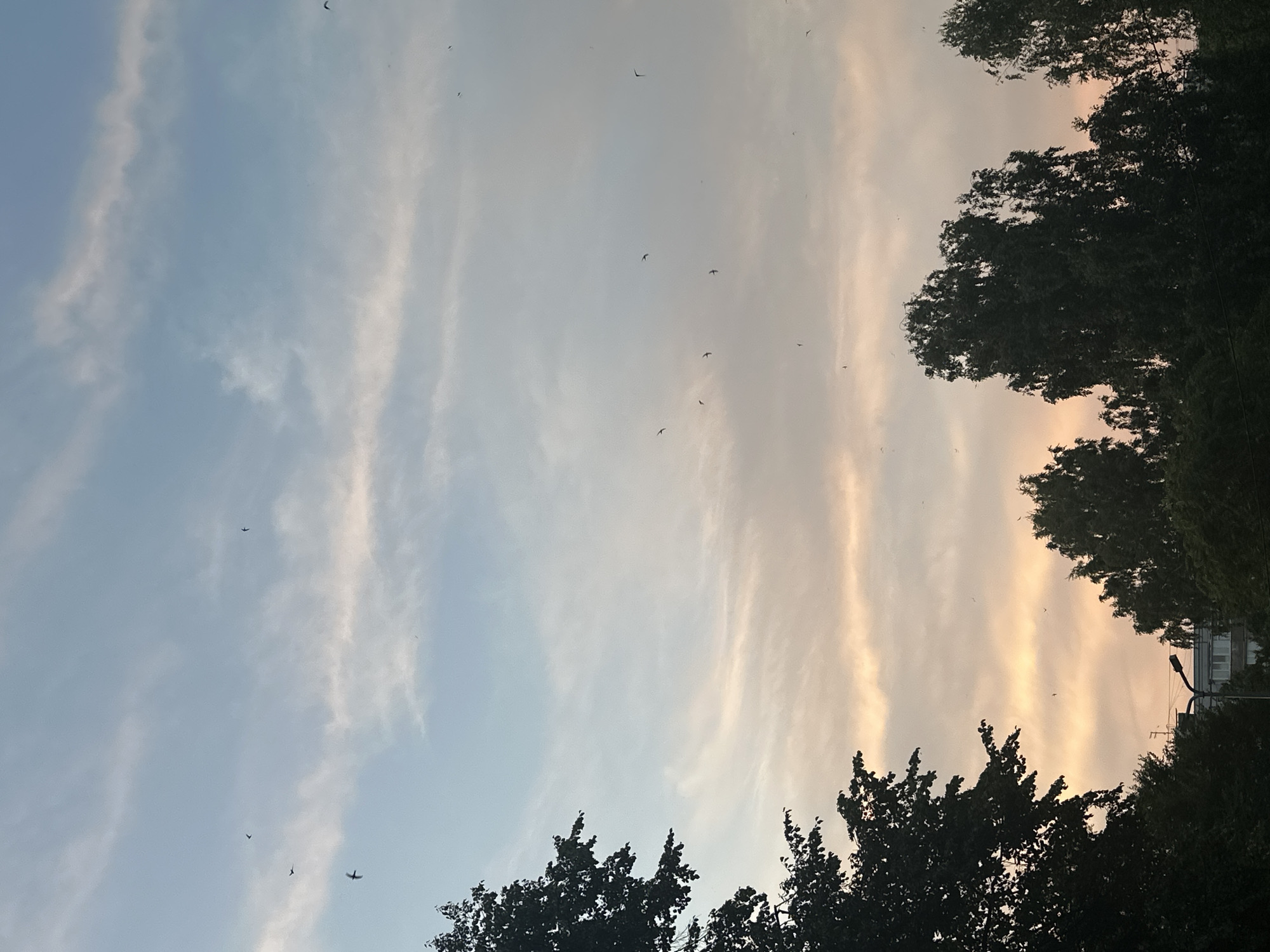 The image captures a twilight sky filled with wispy clouds tinged with orange and pink hues, transitioning into a pale blue higher up. Numerous small birds are silhouetted against the sky, appearing to be in flight. The foreground is dominated by the dark silhouettes of trees on the left and right, with the tops of buildings and a street lamp visible in the lower center. The overall atmosphere suggests a serene, natural scene within an urban setting.