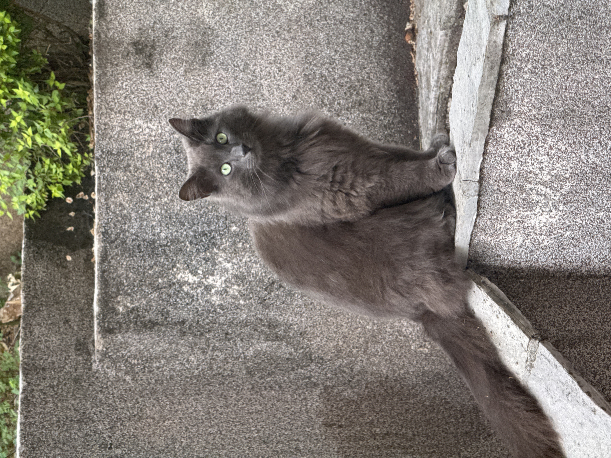 A gray cat with green eyes is lying on a concrete staircase in Budva, Montenegro. The cat is facing the camera and its tail is visible. Green vegetation is also visible.