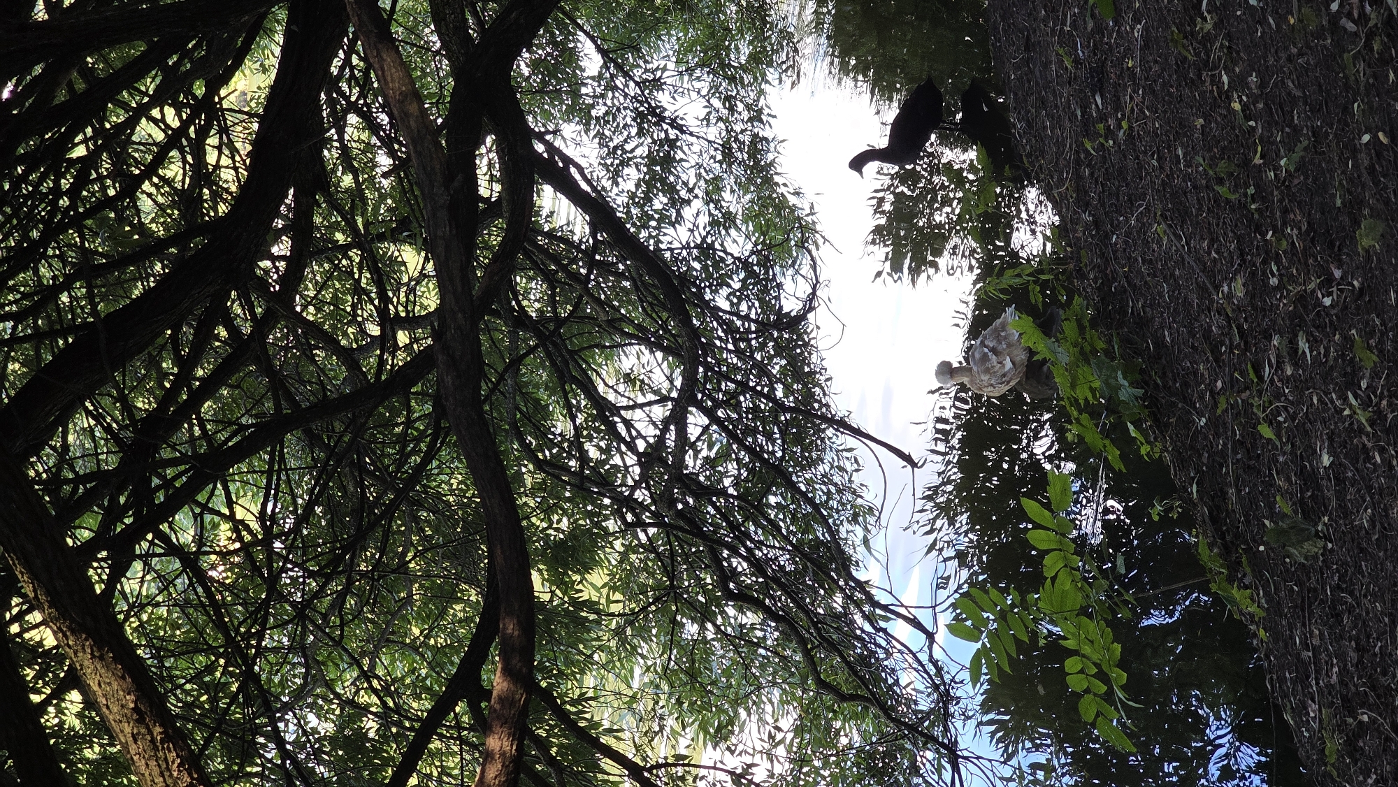 The image depicts a natural scene with two birds by a body of water, viewed from beneath the canopy of a large tree. The foreground is occupied by dark soil with scattered leaves and some green foliage. To the left, the water is visible, reflecting the sky and trees. Two birds are positioned on the bank. One bird, lighter in color and appearing somewhat fluffy, is situated closer to the center. To its right and slightly further back is a darker bird. Overhanging branches and leaves from a large tree create a dense, dark canopy that fills the upper portion of the frame, partially obscuring the sky and the distant environment. The overall impression is one of a serene, natural setting. This scene is located in a park in Moscow, Russia, specifically in the Losiny Ostrov National Park.