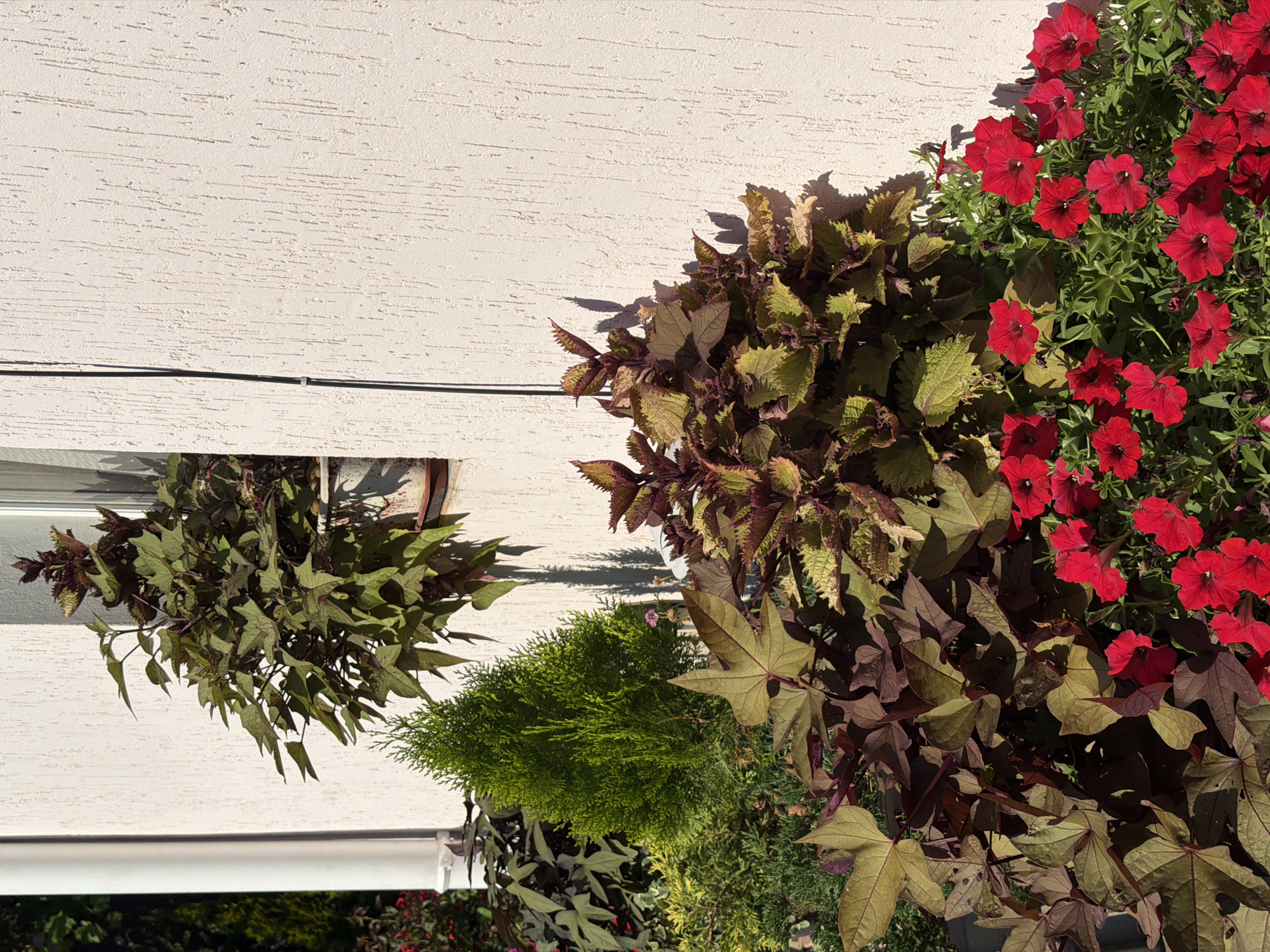 This is a medium-angle, eye-level, outdoor, full shot of a section of a house's exterior wall with various plants in front of it. The wall is textured with light pink stucco. To the left of the wall, there is a white cylindrical downspout and part of a window. A potted plant with dark green and reddish-purple leaves hangs from the window ledge. In front of the wall, there is a layered arrangement of plants. A small, conical evergreen tree is positioned to the left of center. To the right of the evergreen are plants with deeply lobed, reddish-brown and green leaves. In the foreground, a dense mass of bright red petunias fills the lower part of the frame. The lighting suggests a sunny day with shadows cast by the plants onto the wall.