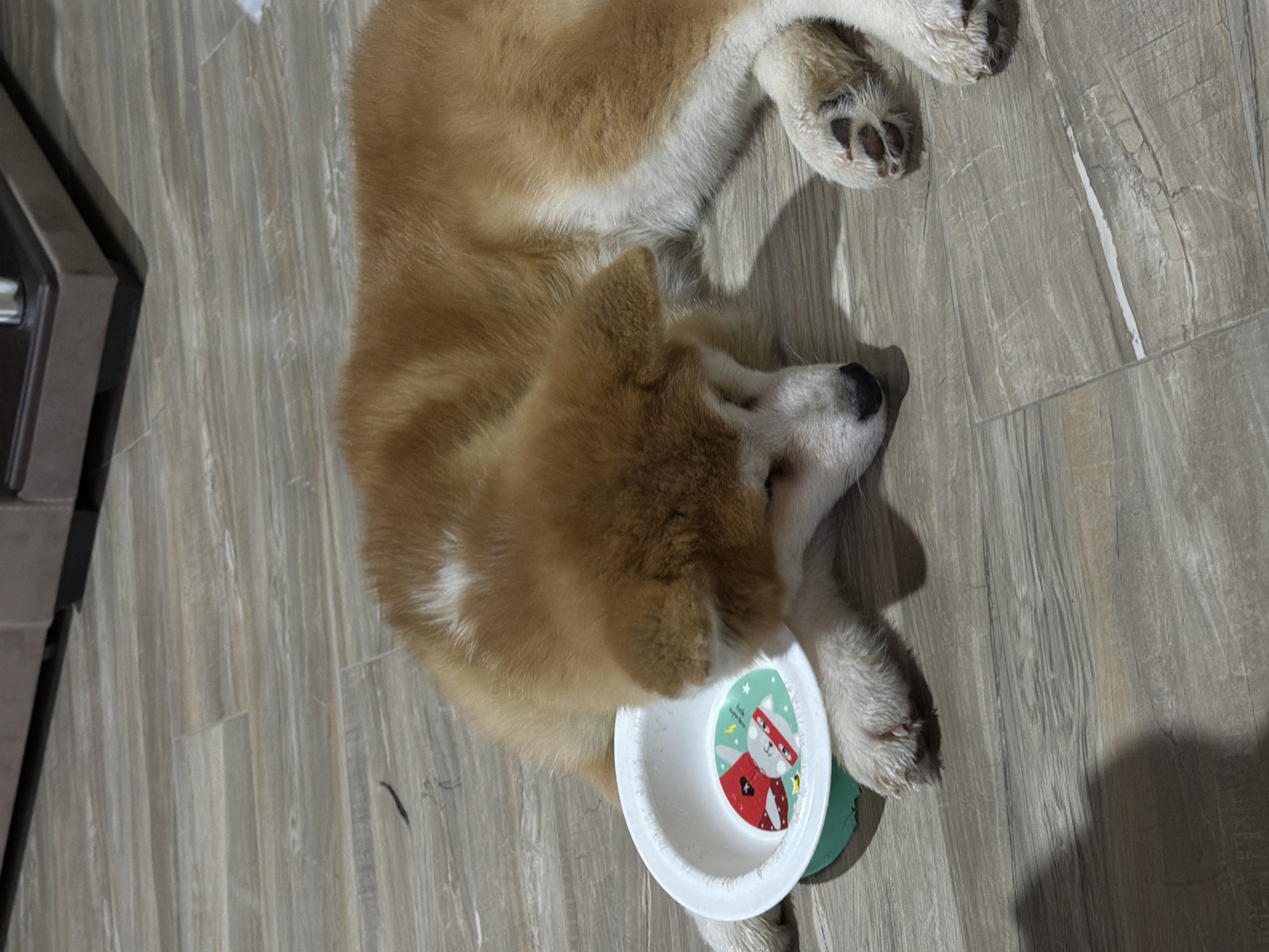 The image shows a tan and white Akita puppy lying on its side on a wood-look tile floor. The puppy is curled up next to a white plastic bowl with a green rim that has a cartoon superhero cat design inside. Part of a dark-colored cabinet or appliance is visible in the upper left corner. The location is Chaikovsky, Russia.