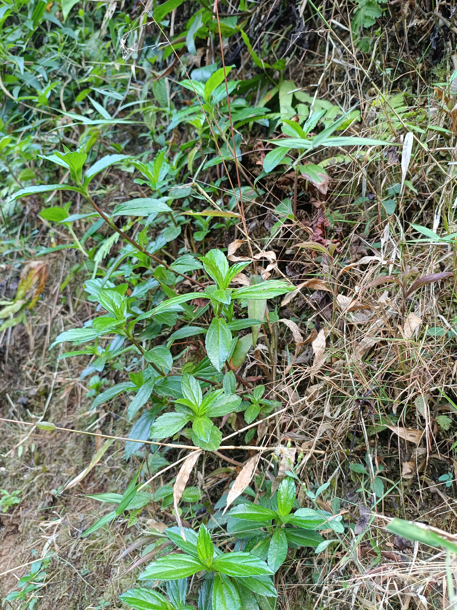 The image displays a close-up, low-angle view of a dense patch of vegetation. The foreground is dominated by bright green, leafy plants with stems that appear somewhat reddish-brown. These plants have ovate to lanceolate leaves arranged oppositely or in whorls. Interspersed with the green foliage are dried, straw-colored grasses and plant debris. The background consists of more green leaves and darker, out-of-focus vegetation, suggesting a natural, perhaps overgrown, environment. The lighting appears diffused, indicating it might be overcast or a shaded area. The scene is devoid of any human presence or discernible man-made objects. The location is identified as Cikalongwetan, Indonesia, a region known for its natural landscapes, which aligns with the observed vegetation.