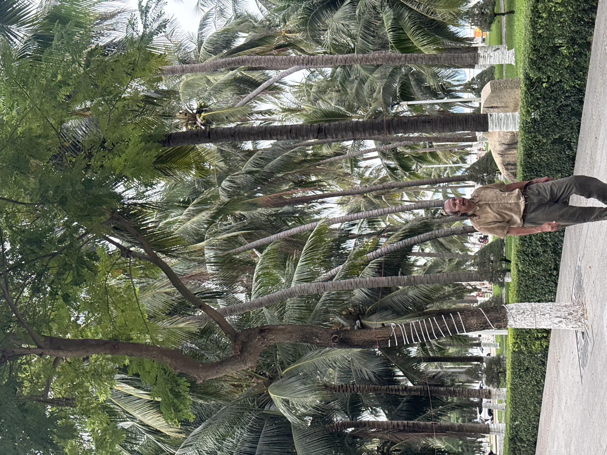 A man with dark, long, wavy hair and a mustache, wearing a tan button-down shirt and olive-green pants, walks on a paved pathway. He is looking to his left. The pathway is bordered by a neatly trimmed green hedge. Behind the hedge, there are several palm trees, some with white paint applied to their lower trunks. A large boulder is visible behind some of the palm trees, and further in the background, there are more palm trees, a body of water, and buildings. The man appears to be walking in a park-like area in Nha Trang, Vietnam, likely near the beach given the presence of palm trees and the view of the water.