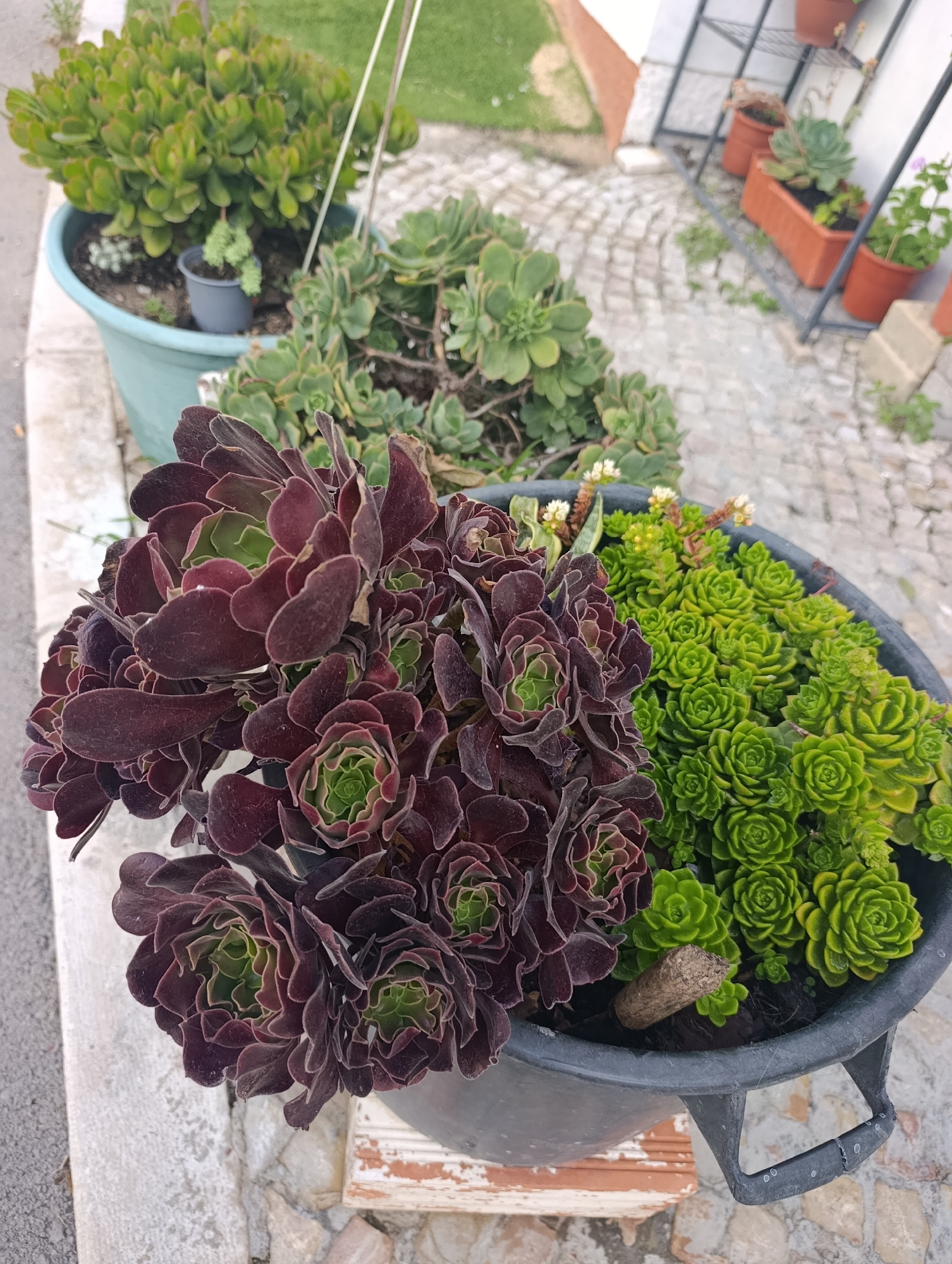 The image displays a close-up view of several potted succulent plants, likely in a garden or outdoor space. In the foreground, a large dark purple and green succulent, identified as *Aeonium arboreum 'Zwartkop'*, dominates the frame, its rosettes tightly packed and fanning outwards. To the right of this, a cluster of small, bright green succulents, possibly *Sedum* or a similar species, forms a dense mat. Both sets of succulents are planted in a large, dark grey pot with visible handles. A small, weathered piece of wood is embedded in the soil of this pot. In the background, slightly out of focus, are other potted plants, including a larger green succulent in a light blue pot, and a metal shelving unit holding several terracotta pots with various plants. The ground is paved with cobblestones, suggesting an outdoor setting. The overall impression is one of a well-maintained collection of drought-tolerant plants. The metadata does not indicate a specific location within Setúbal, Portugal.