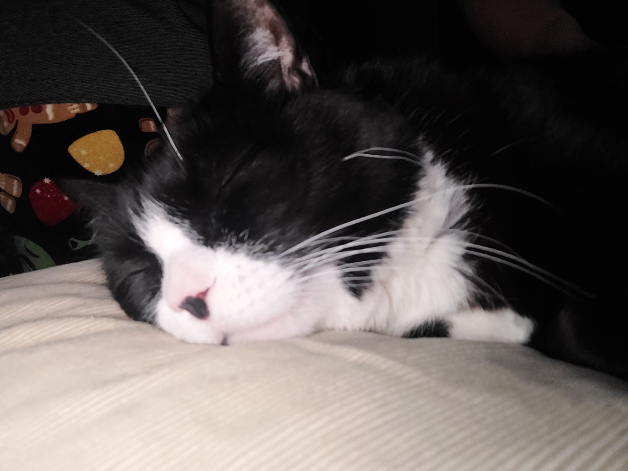 A tuxedo cat is captured in a close-up, sleeping peacefully indoors. The cat's black fur covers most of its head and body, contrasting with its white muzzle, chin, and chest markings. Its eyes are gently closed, and long, prominent white whiskers extend from its face. A distinctive feature is its pink nose with a small, heart-shaped black spot. The cat rests its head on a light beige or cream-colored ribbed fabric, possibly a cushion or bedding.
In the background to the left, a dark grey or black fabric is partially visible, likely clothing or upholstery. Below this, a black fabric with a festive pattern can be seen, featuring brown gingerbread men, a yellow shape (possibly a cookie or star), and red berry or star-like elements. The right side and top of the image are very dark, suggesting a dimly lit environment, enhancing the serene and cozy atmosphere. The overall scene conveys a sense of comfort and tranquility. No text is visible in the image.