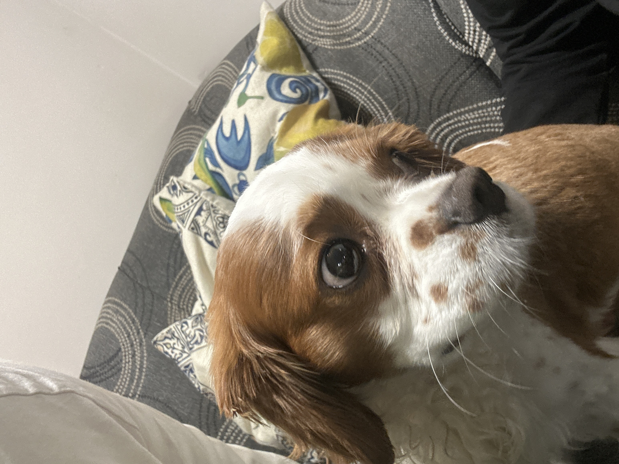 The image is a close-up shot of a Cavalier King Charles Spaniel. The dog has a predominantly white face with brown markings and a black nose. The dog appears to be lying down, looking up at the camera. The background includes a pillow with floral and geometric patterns, a gray fabric, and a white surface. The location of Bezmer, Bulgaria, is not detectable in this image.